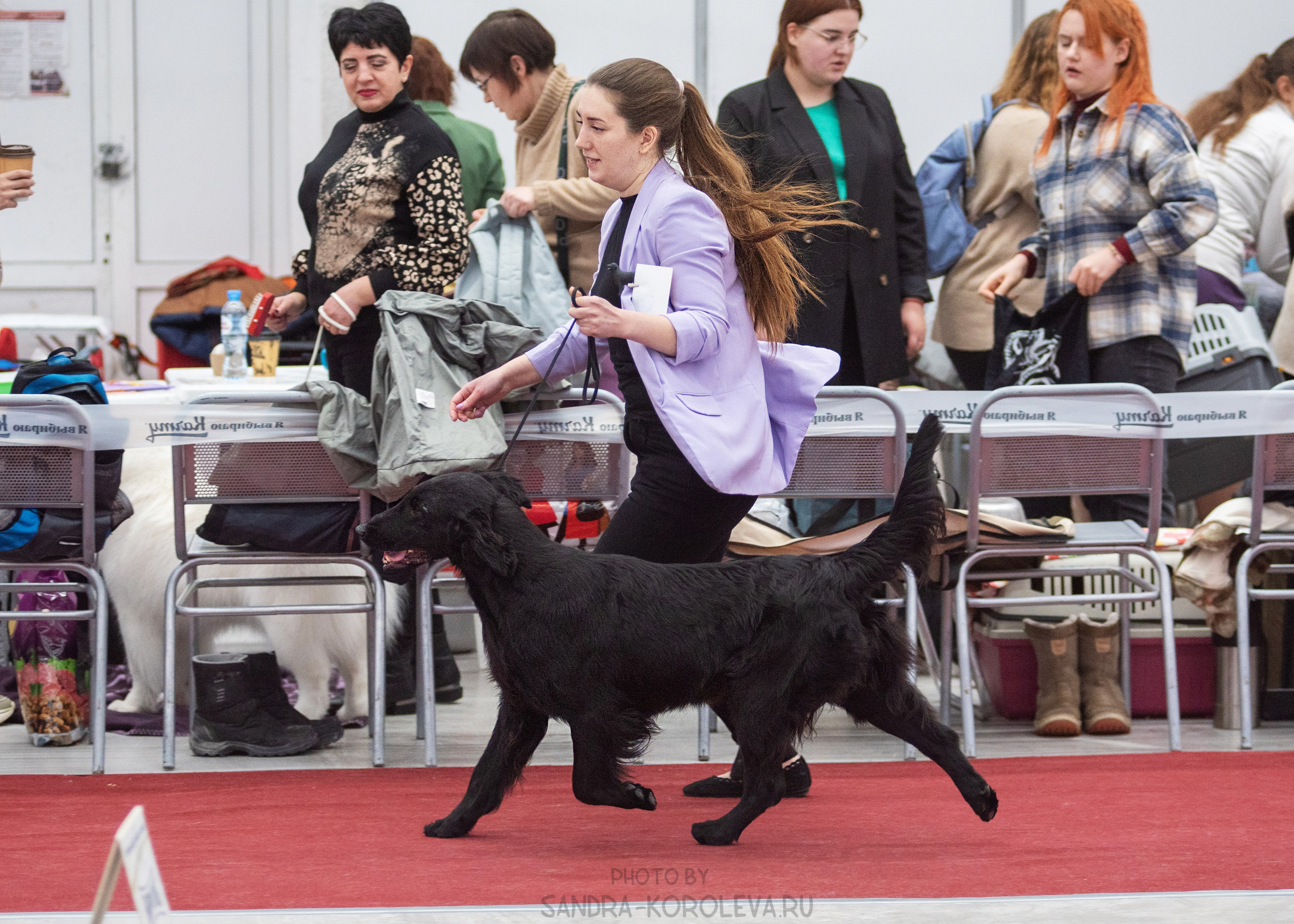 Выставка собак тюмень 14.01.2023. Дог-фотограф в Тюмени Александра Королева