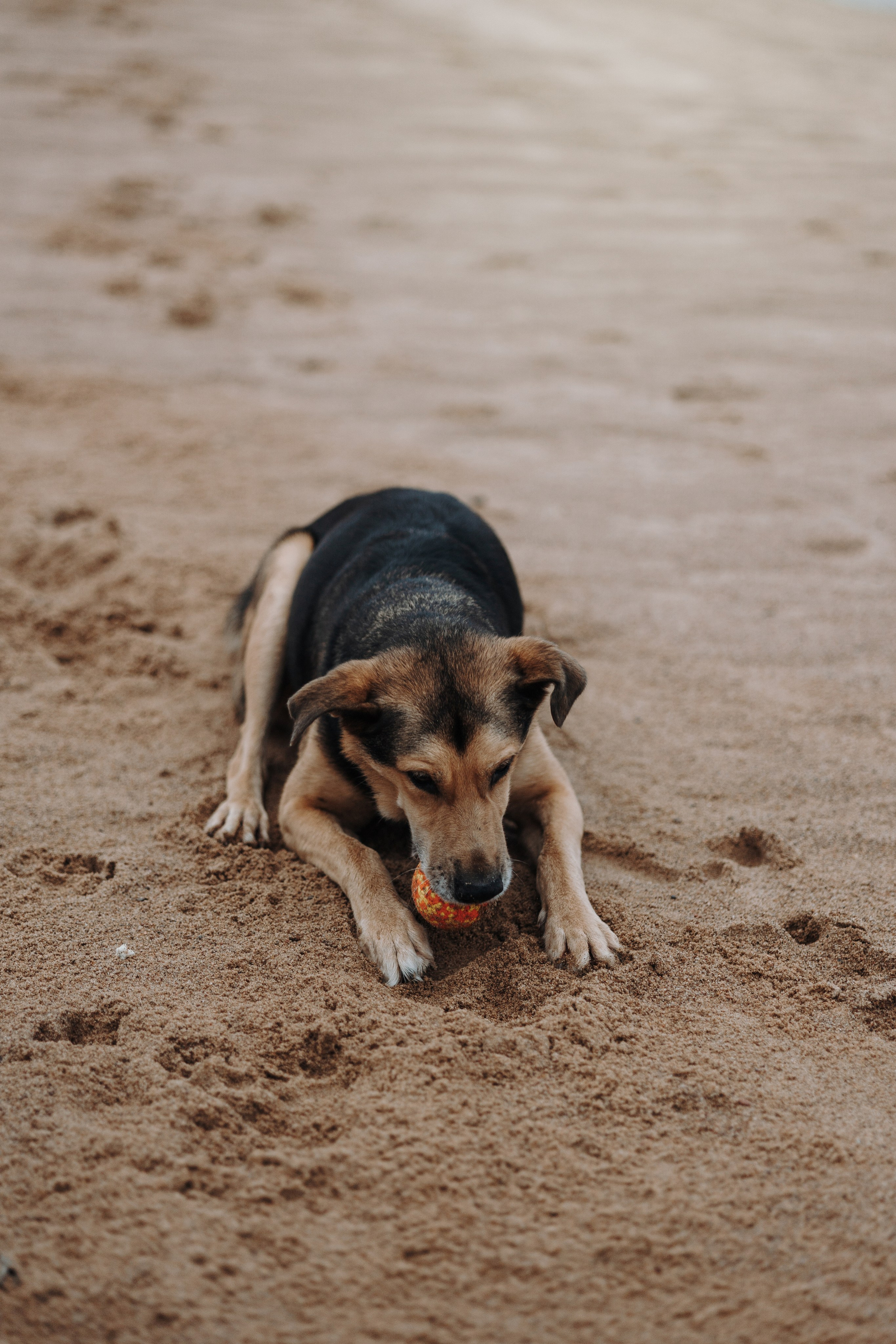 Наталья и Того. Фотограф — Анималист | Санкт-Петербург