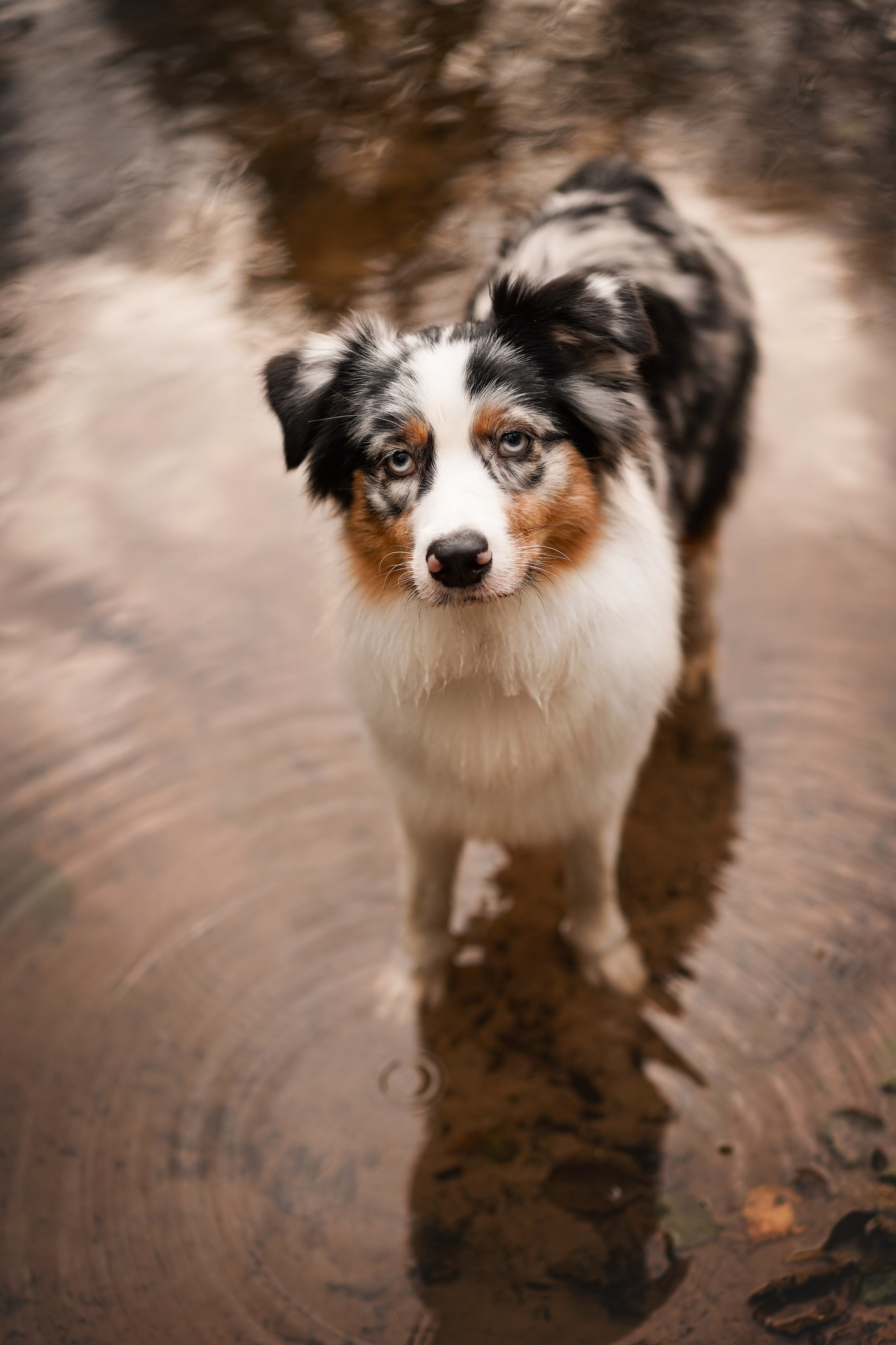 Соня Гавриил и Юкки. Фотограф-анималист в Санкт-Петербурге Яна Мартынова