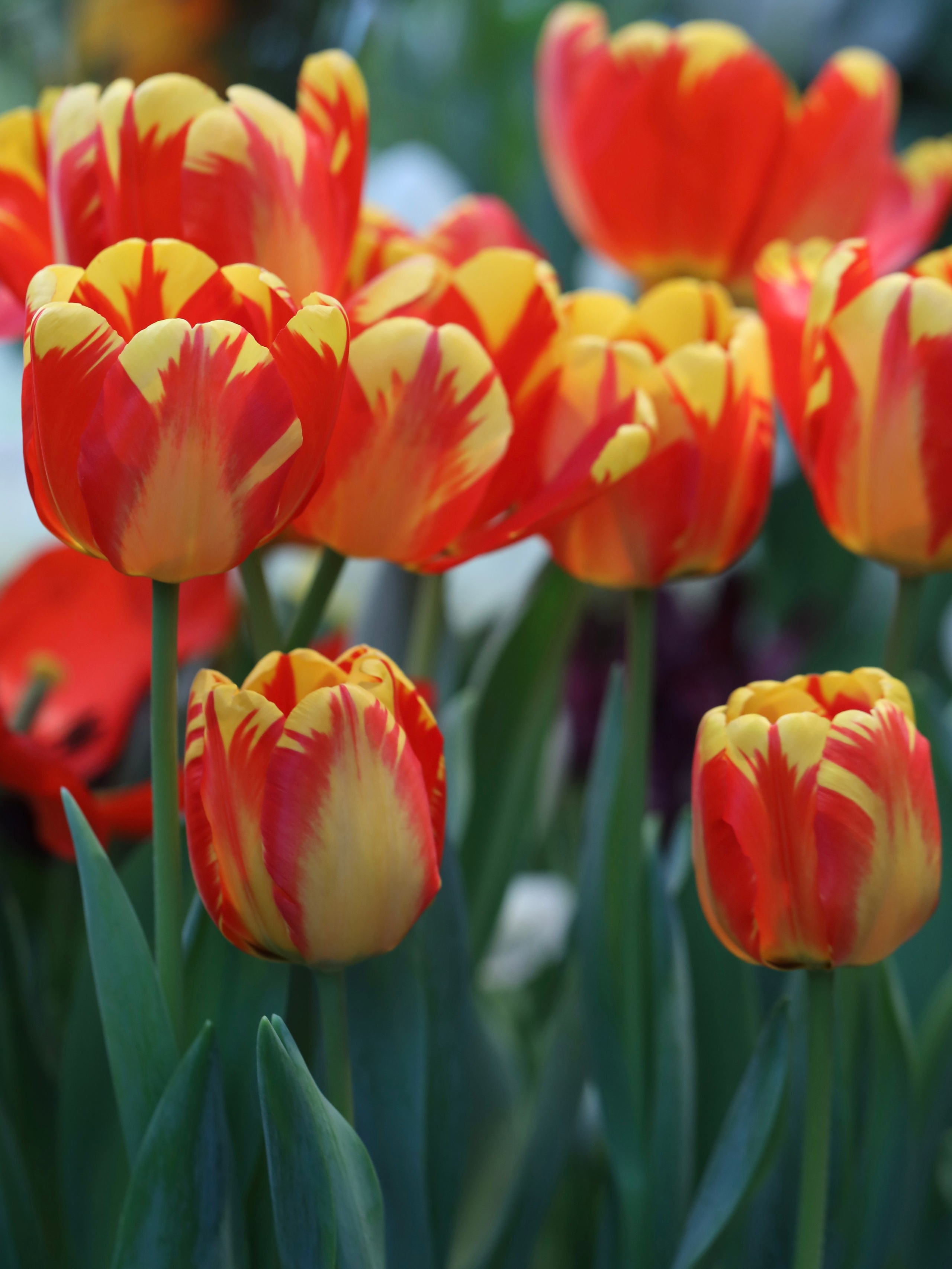 Фотографии весенних цветов. Фотосессии и репортаж — Фотограф в Москве — Рина Серёгина