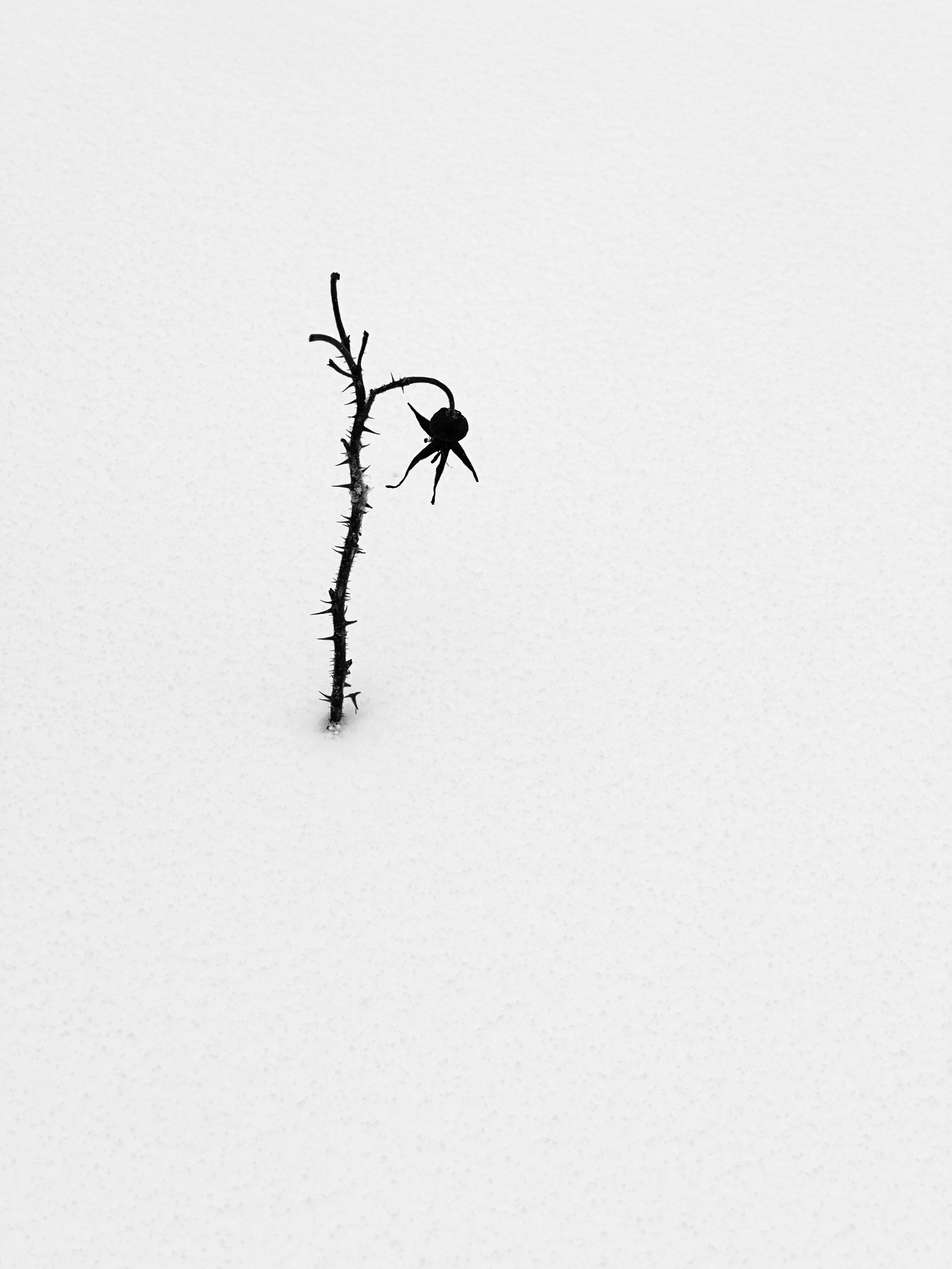 Чёрно-белая зима 25-26. Фотосессии и репортаж — Фотограф в Москве — Рина Серёгина