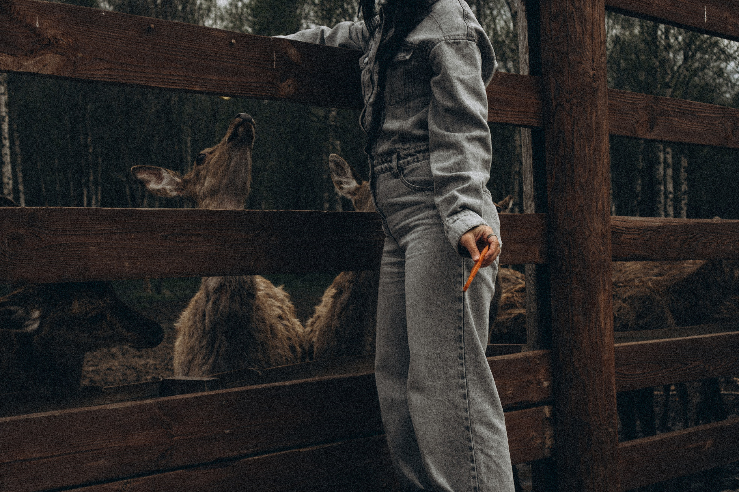 ОЛЕНЬЯ ФЕРМА В ТВЕРИ. Профессиональный фотограф, Санкт-Петербург — Виктория Богомолова