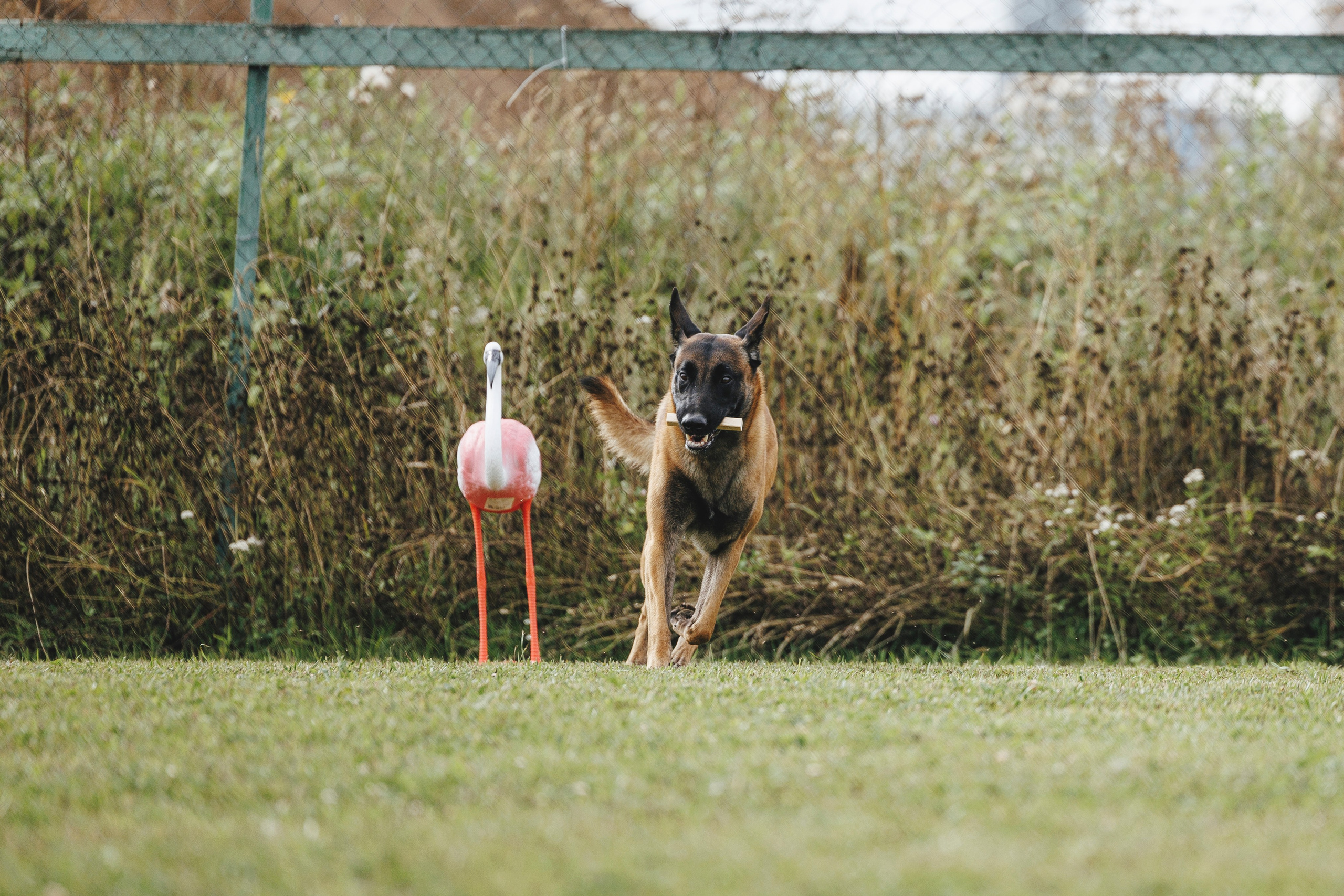 08.08.25-10.08.25 ЧР по мондьорингу г. Вологда. Фотограф-анималист Анна Маринич