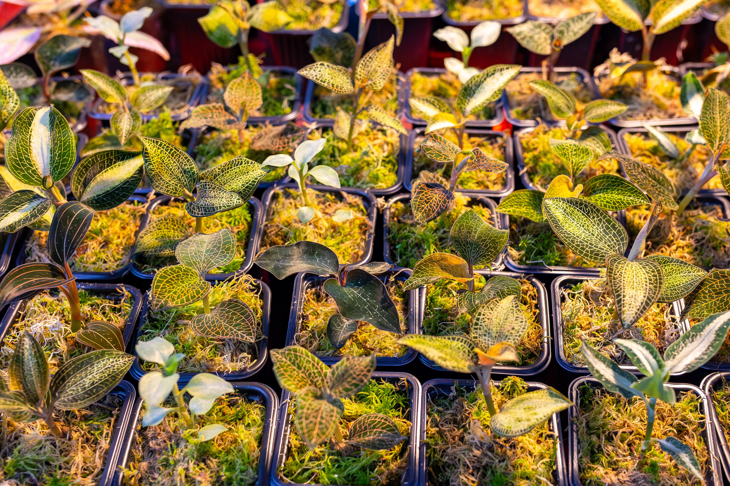 Орхидиум сентябрь 2025. Александра Куликова фотограф, Москва