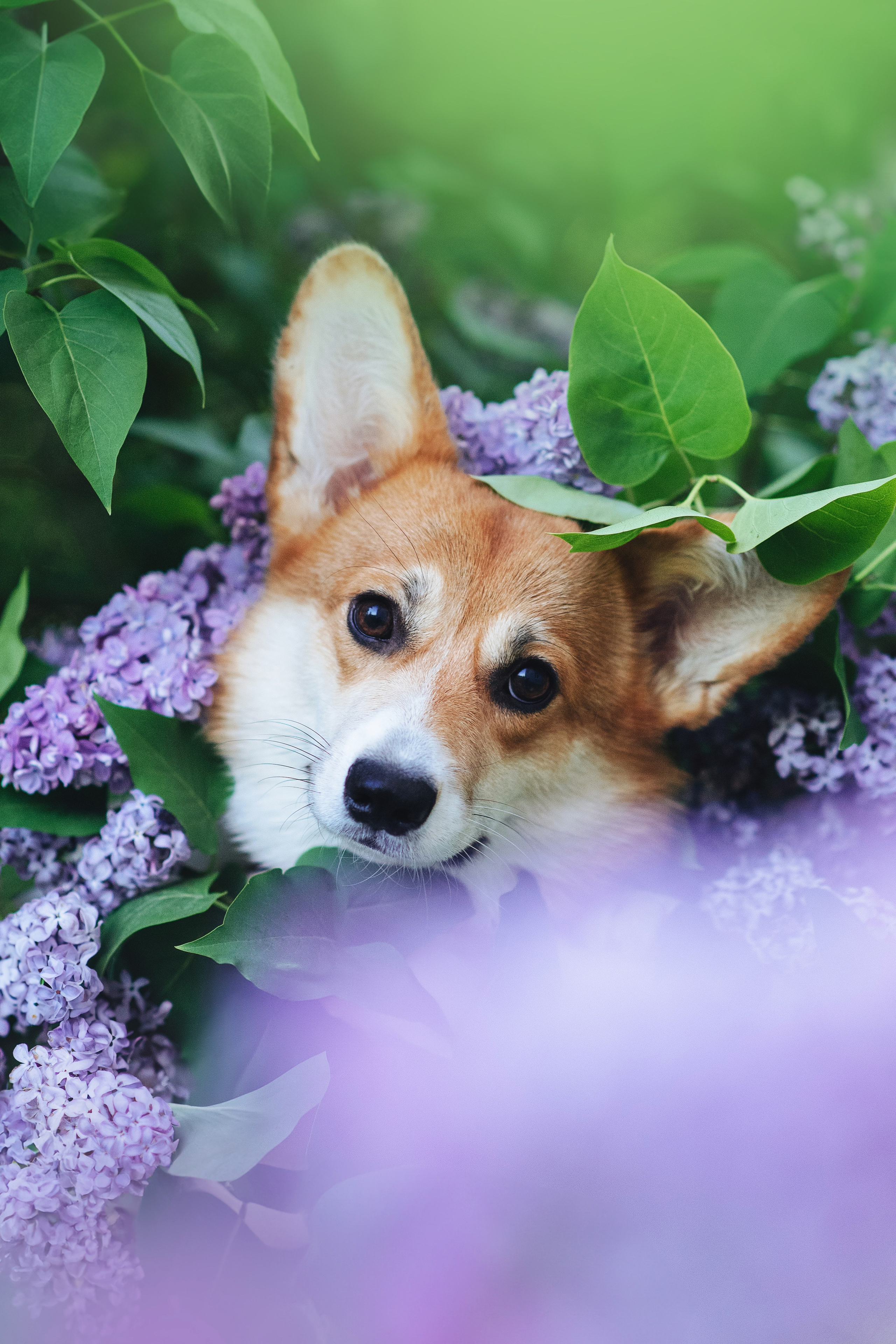 Синнабон — 25.05.2024. Фотограф — Анималист | Анна Абрамова