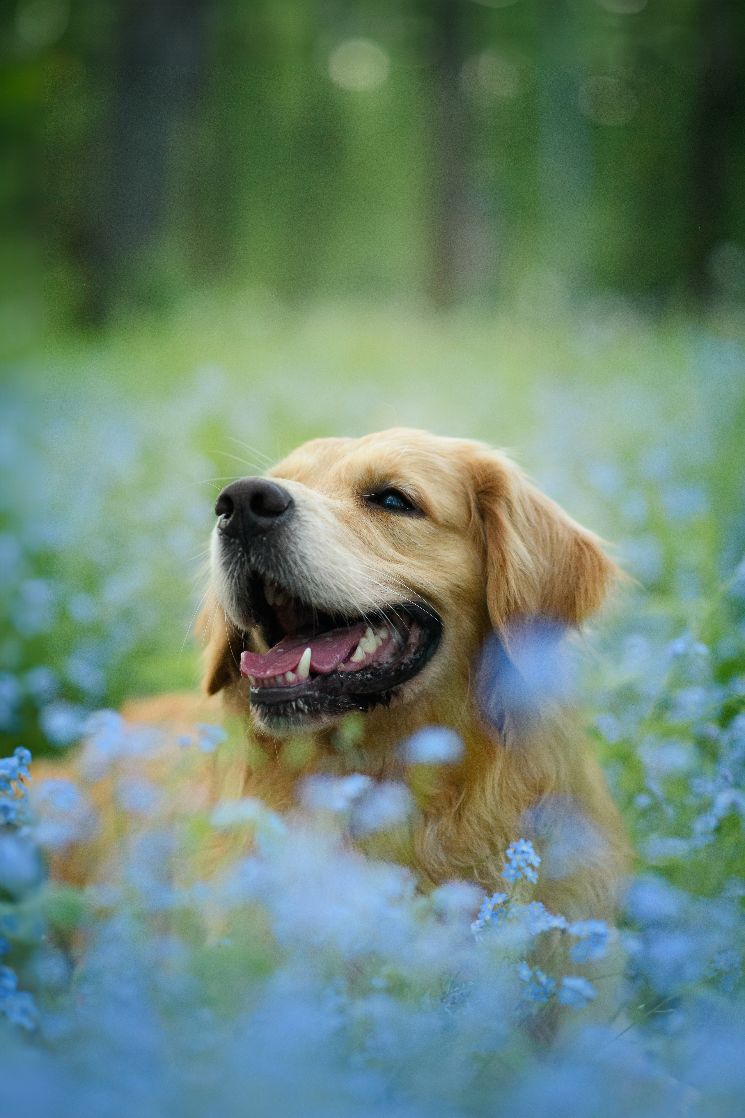 Степа, Йоки и Мята — 29.05.2024. Фотограф — Анималист | Анна Абрамова