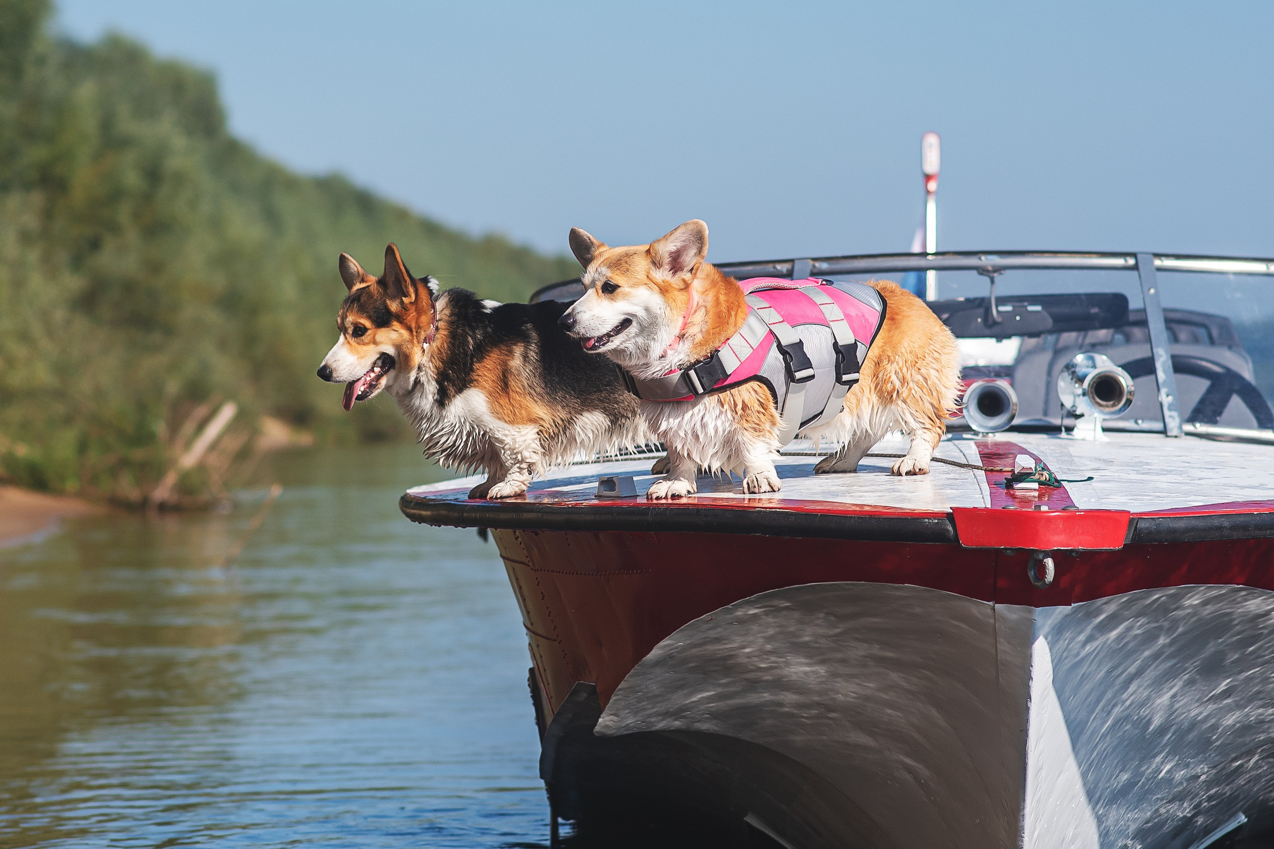 Майк и Лея — 29.08.2024. Фотограф — Анималист | Анна Абрамова