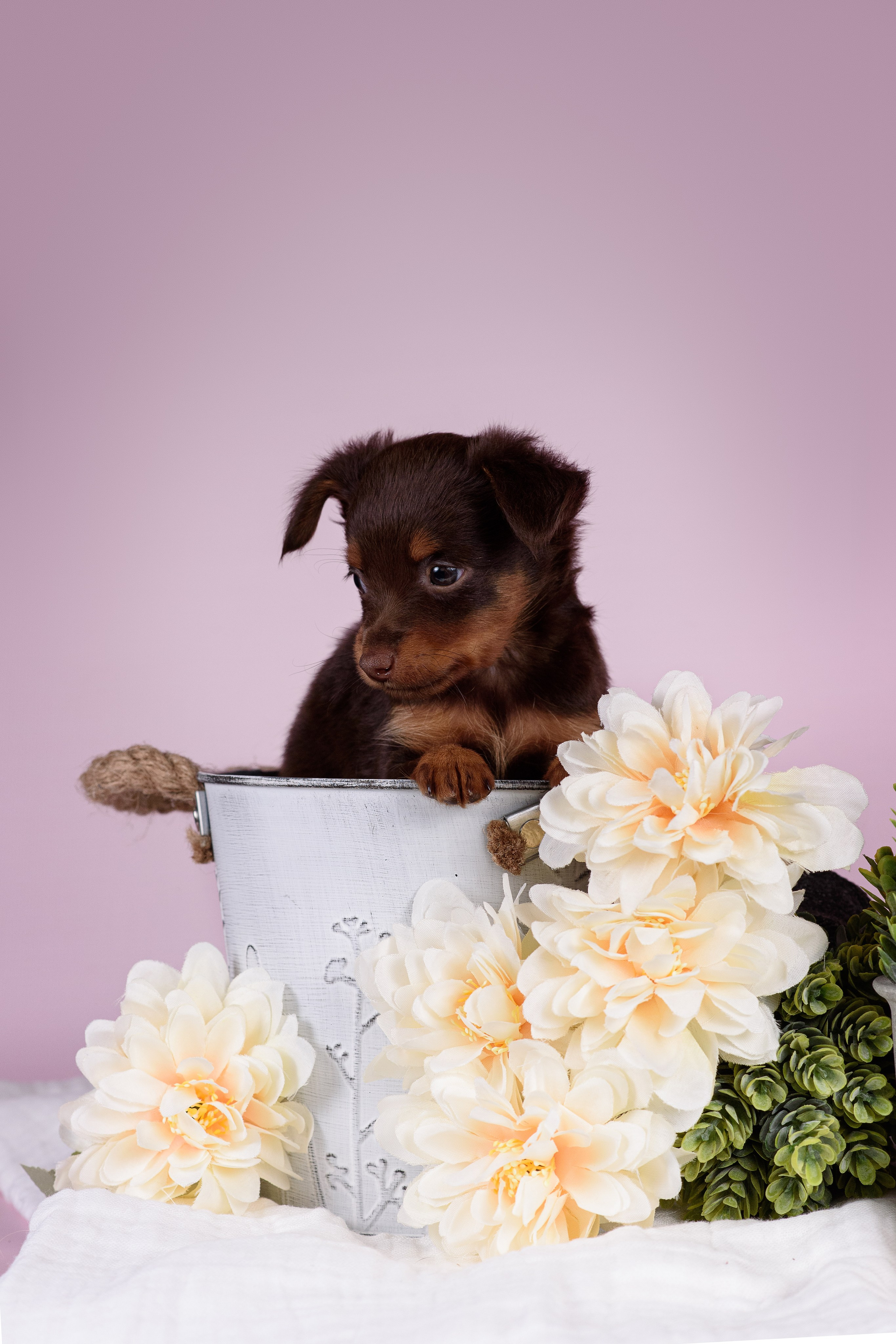 Щенки Пражских крысариков -13.04.2024. Фотограф — Анималист | Анна Абрамова