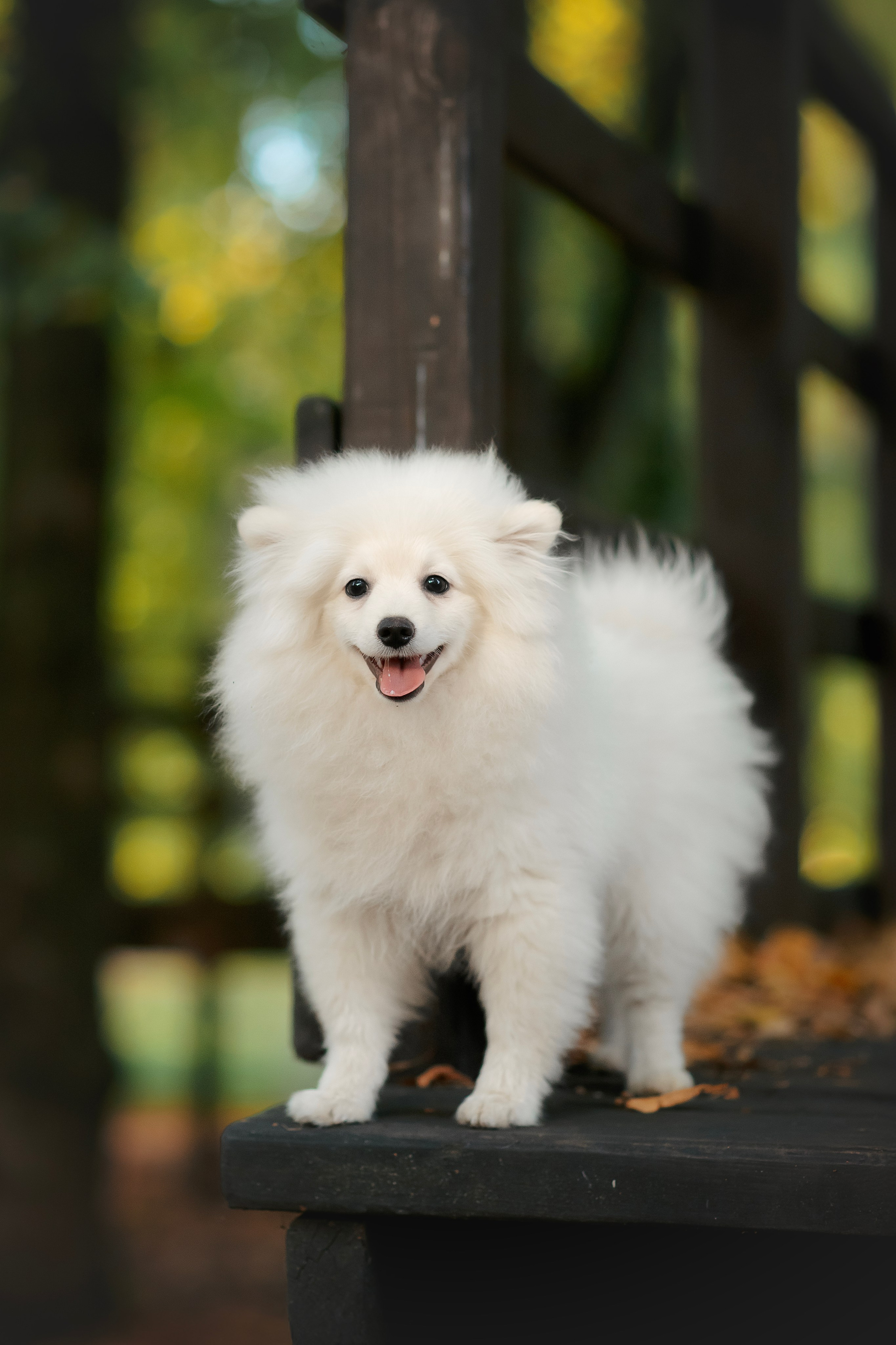 Малый немецкий шпиц — 18.09.2025. Фотограф — Анималист | Анна Абрамова