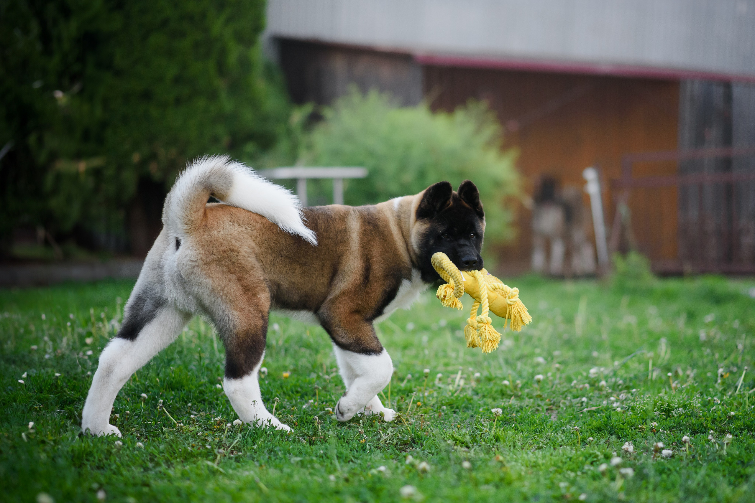 Байкер — 30.05.2024. Фотограф — Анималист | Анна Абрамова
