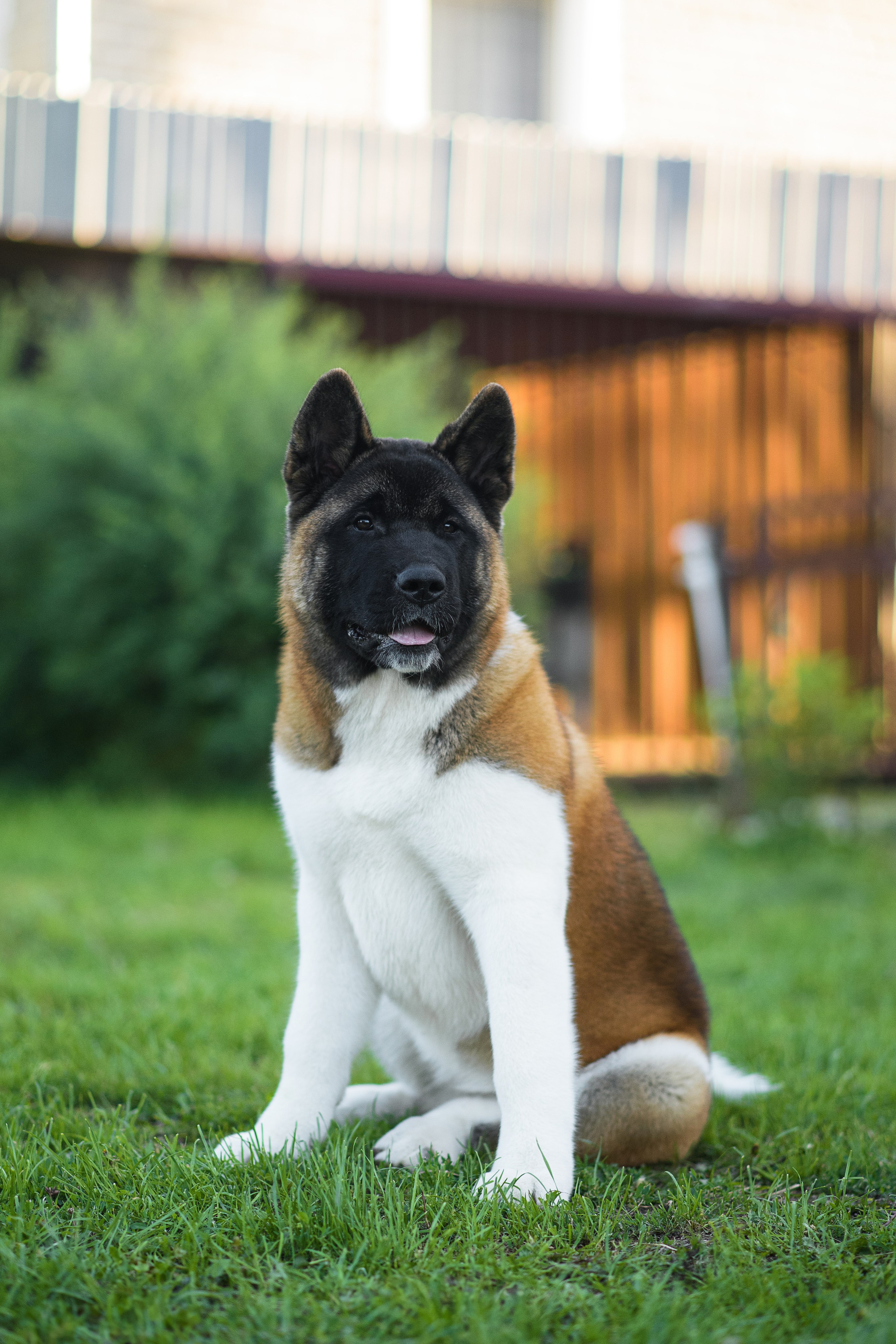 Луна — 21.06.2024. Фотограф — Анималист | Анна Абрамова