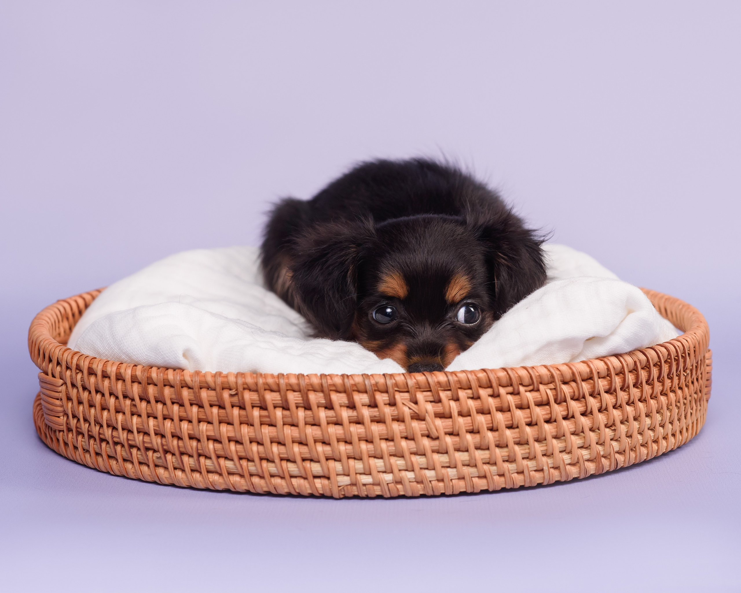 Малыши пражских крысариков — 30.07.2025. Фотограф — Анималист | Анна Абрамова