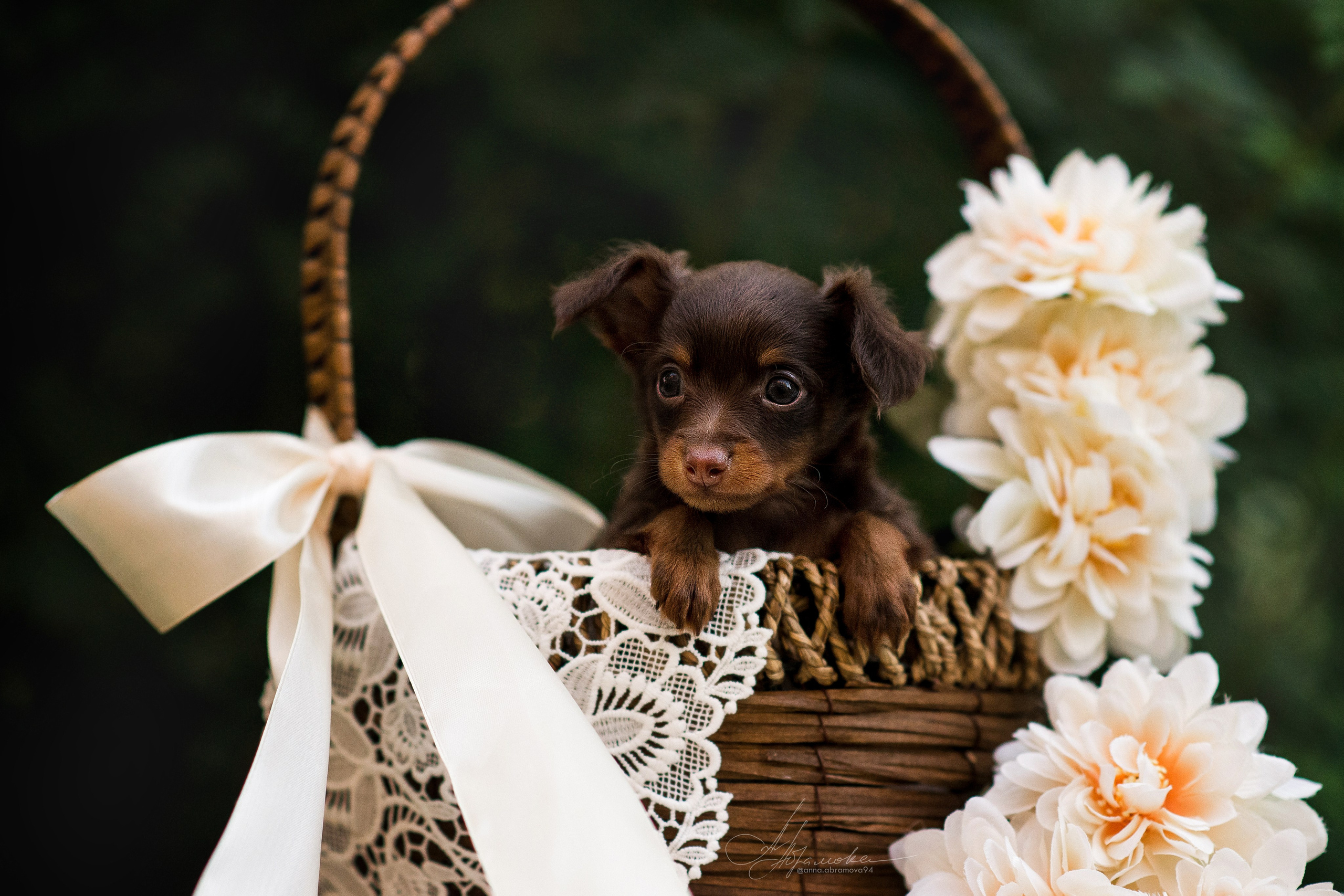 Щенки пражских крысариков — 06.08.2023. Фотограф — Анималист | Анна Абрамова