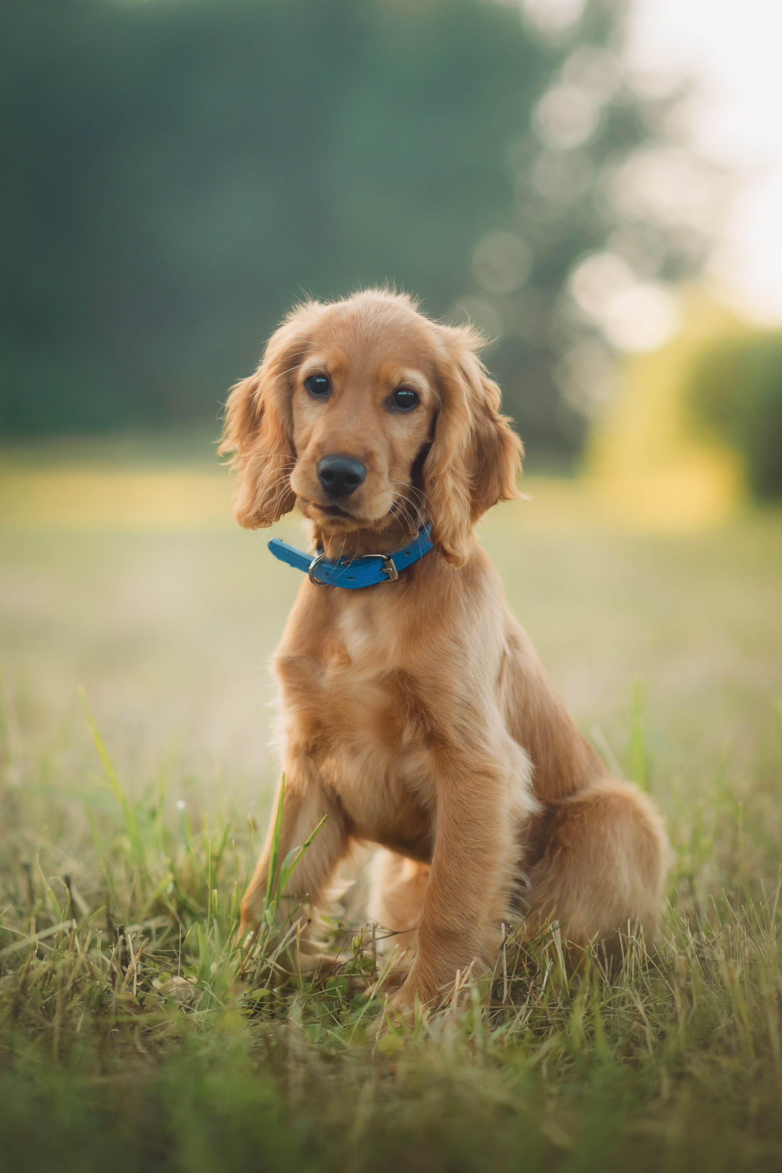 Наташа, Агата, Назар и Август — 17.07.2025. Фотограф — Анималист | Анна Абрамова