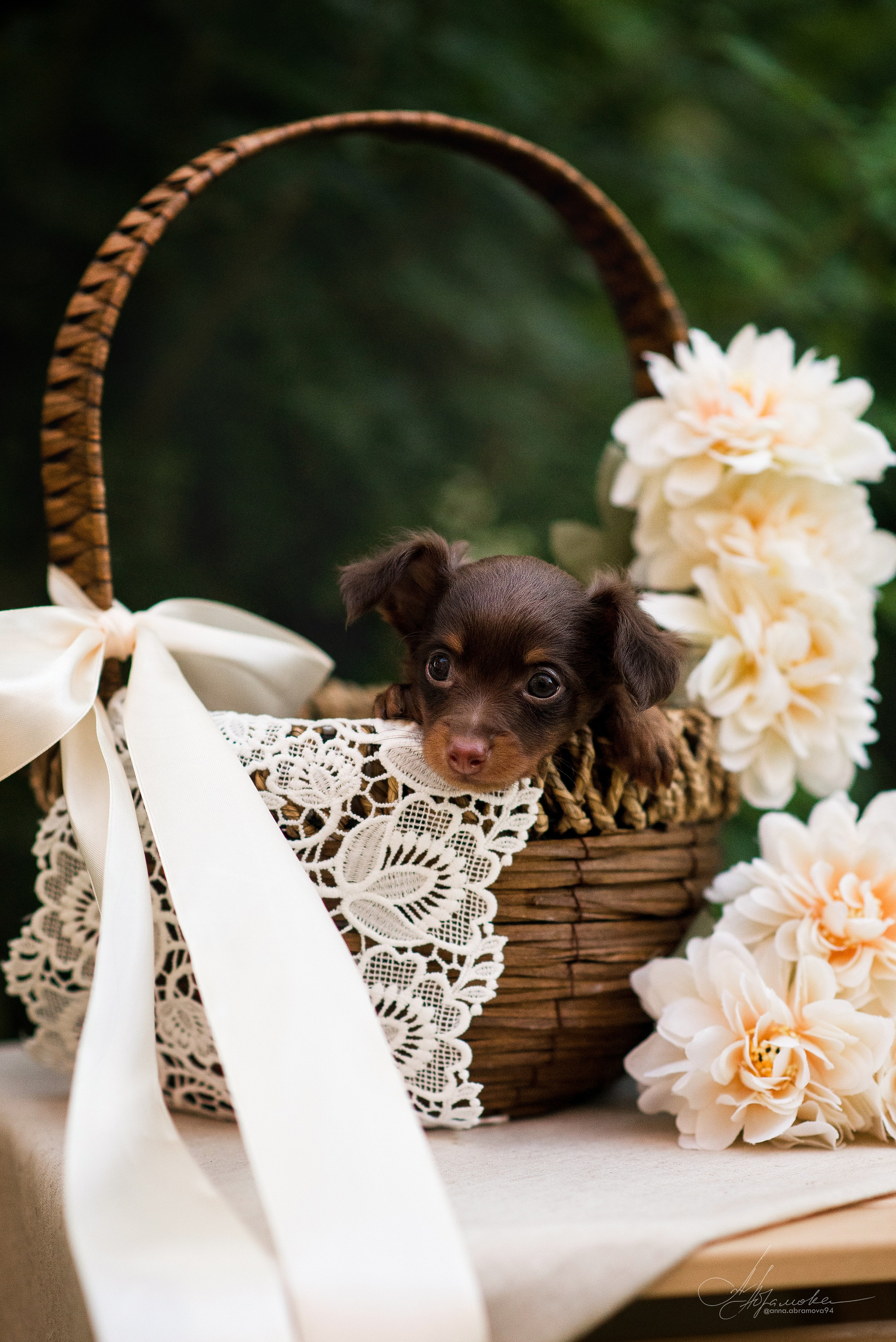 Щенки пражских крысариков — 06.08.2023. Фотограф — Анималист | Анна Абрамова