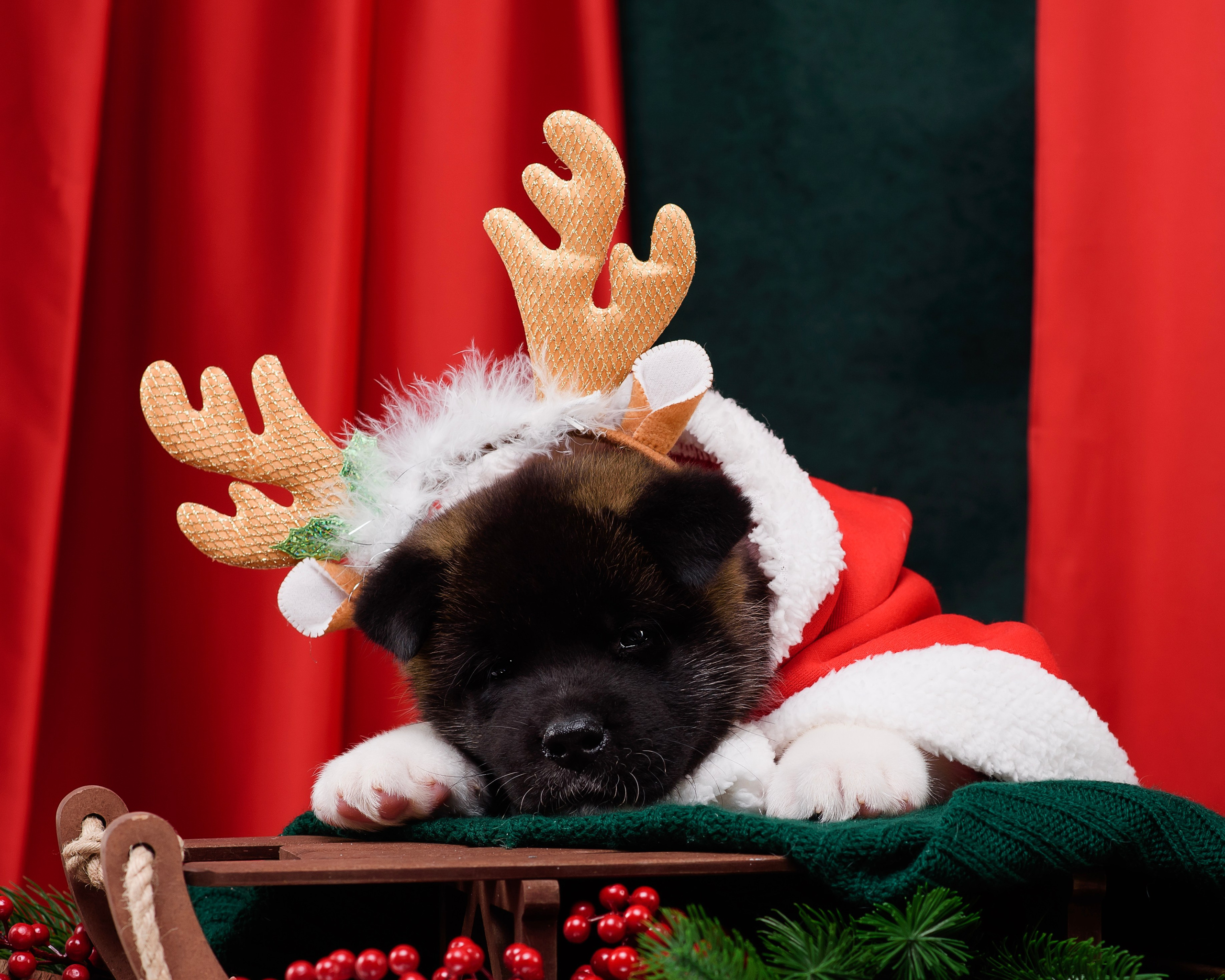 Щенки Американской Акиты. Фотограф — Анималист | Анна Абрамова