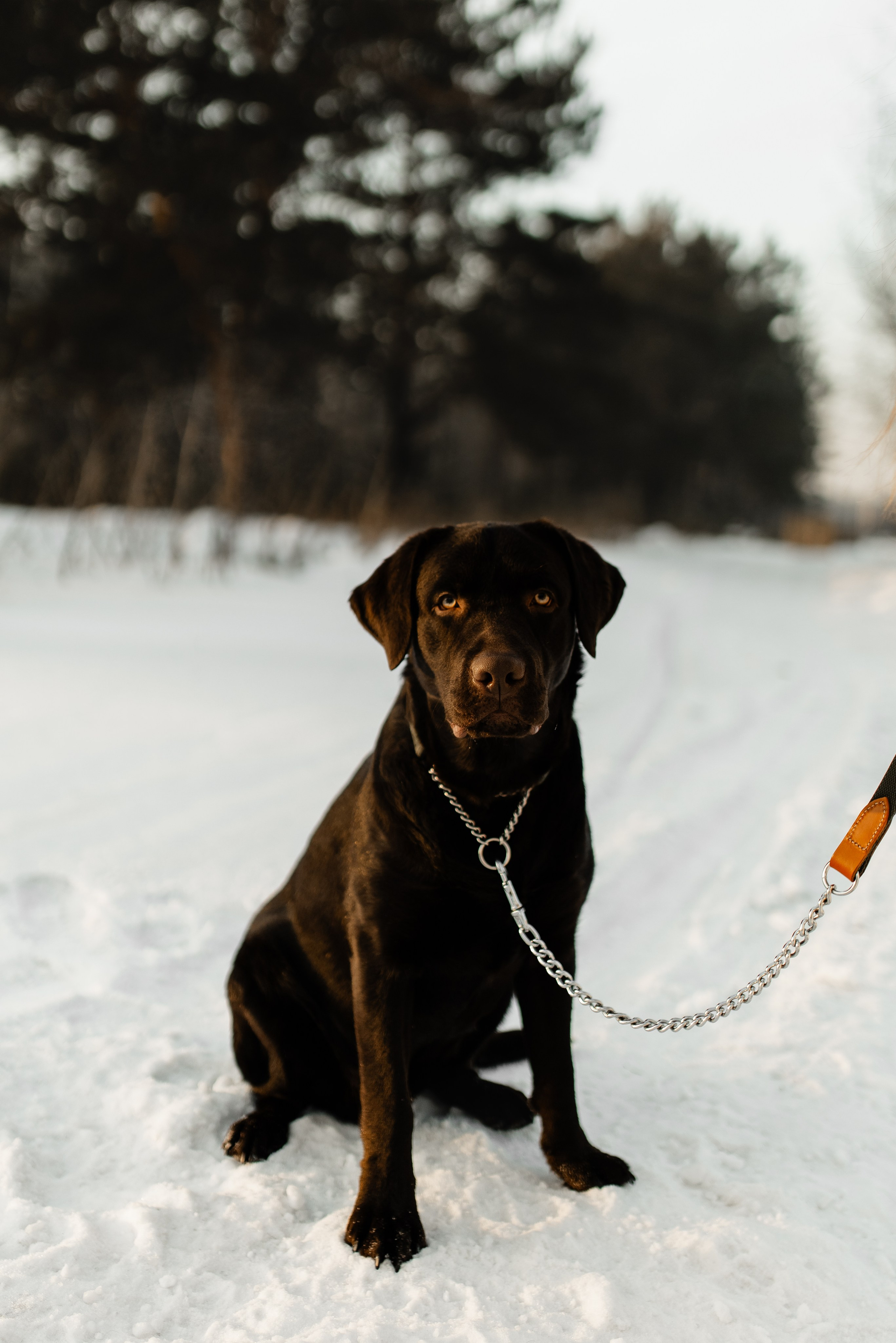 Ви ,Мась & Вегас