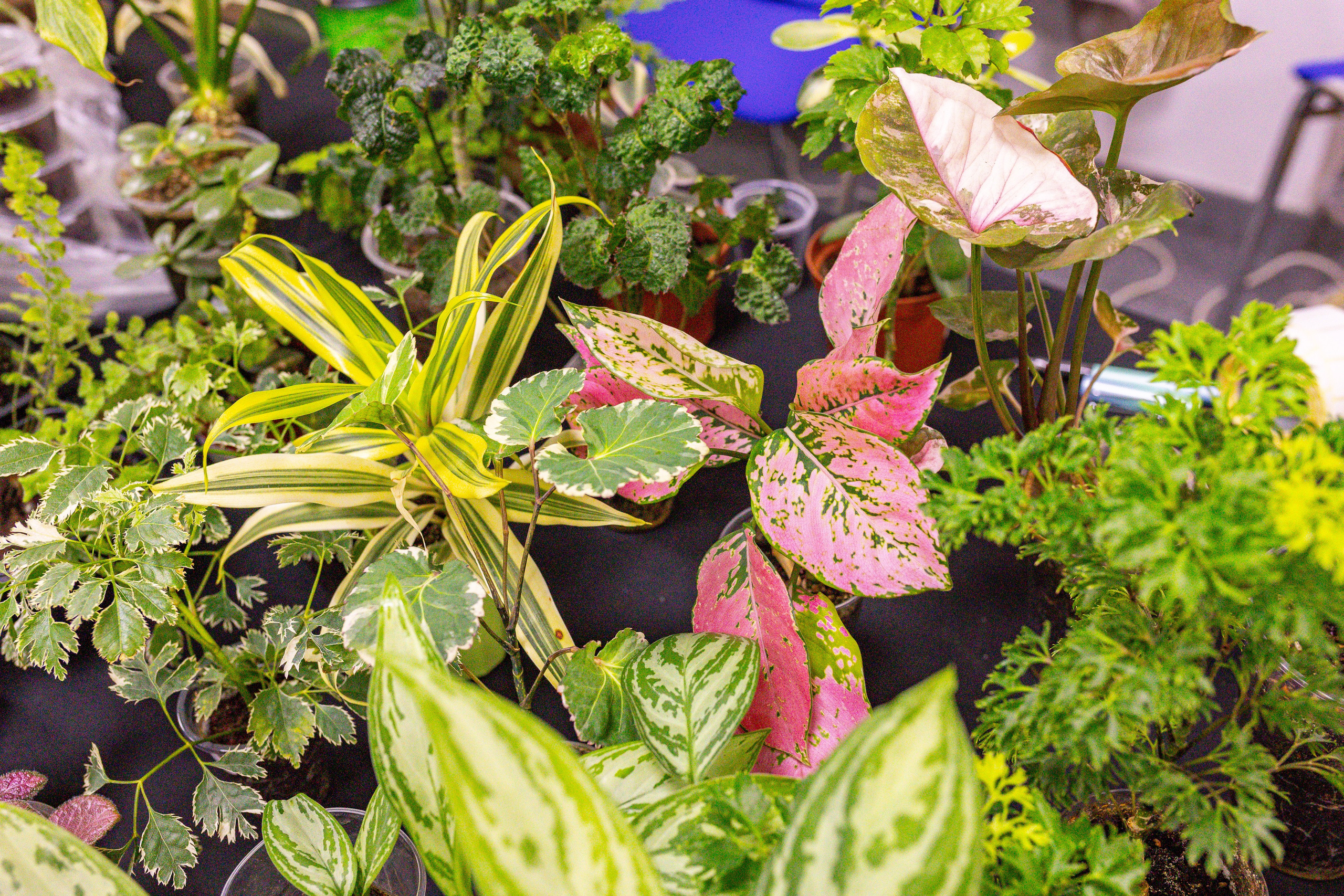 Монстериум 11–12 октября. Александра Куликова фотограф, Москва