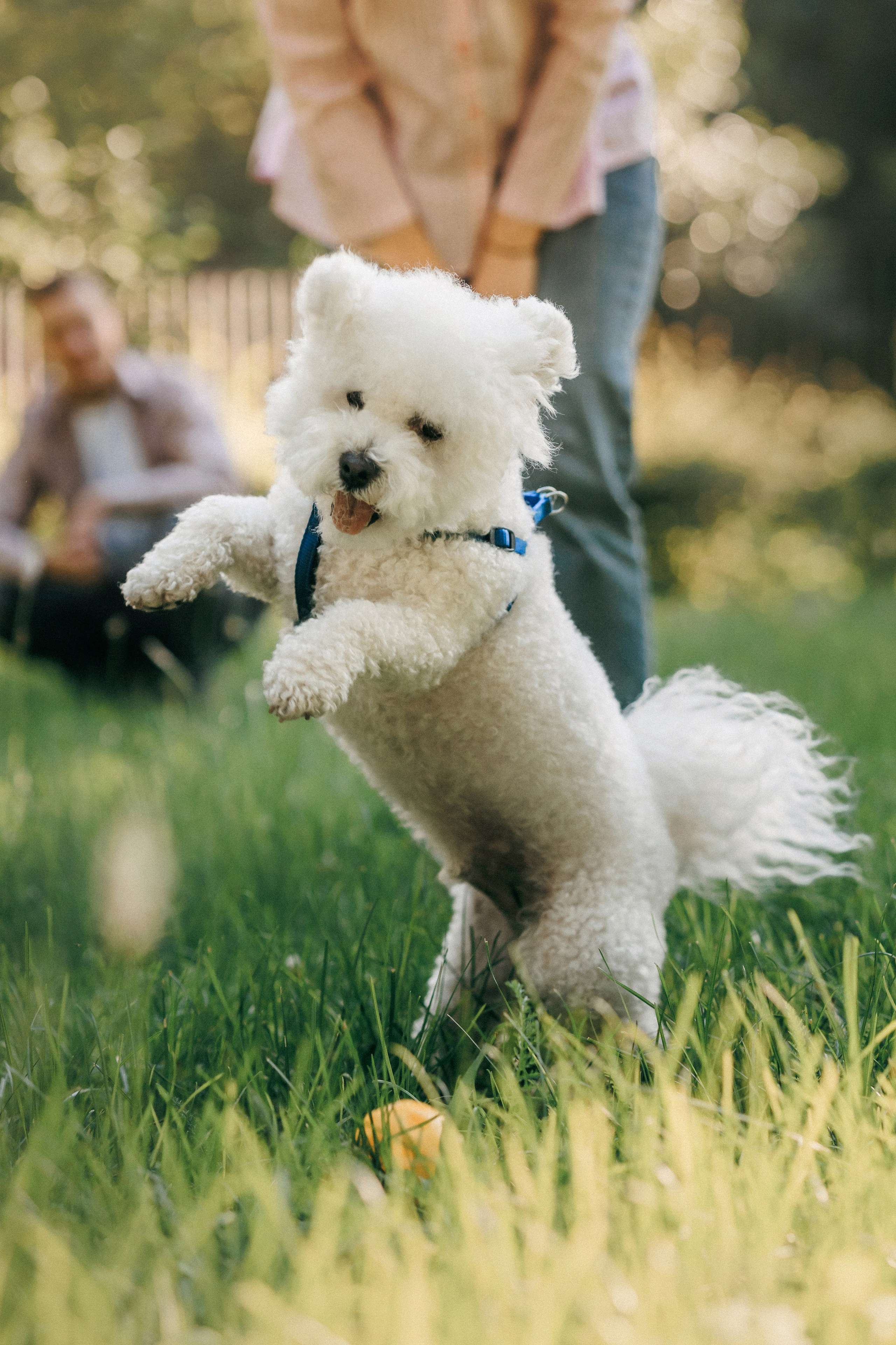 Марина, Данил и Бруно. Фотограф-анималист Елена Радченко, Москва