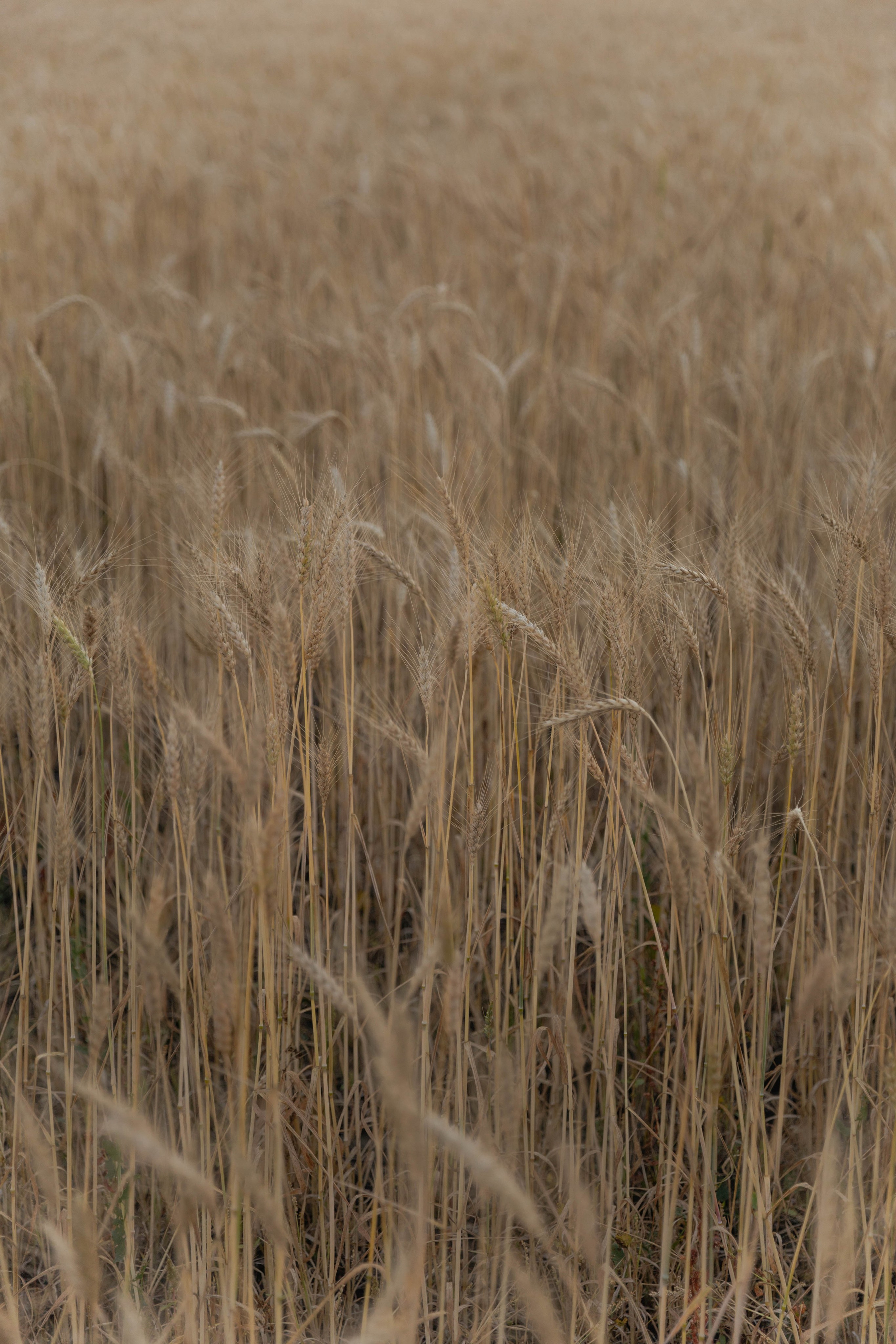 Илья и Валерия. Свадебный и семейный фотограф в Челябинске