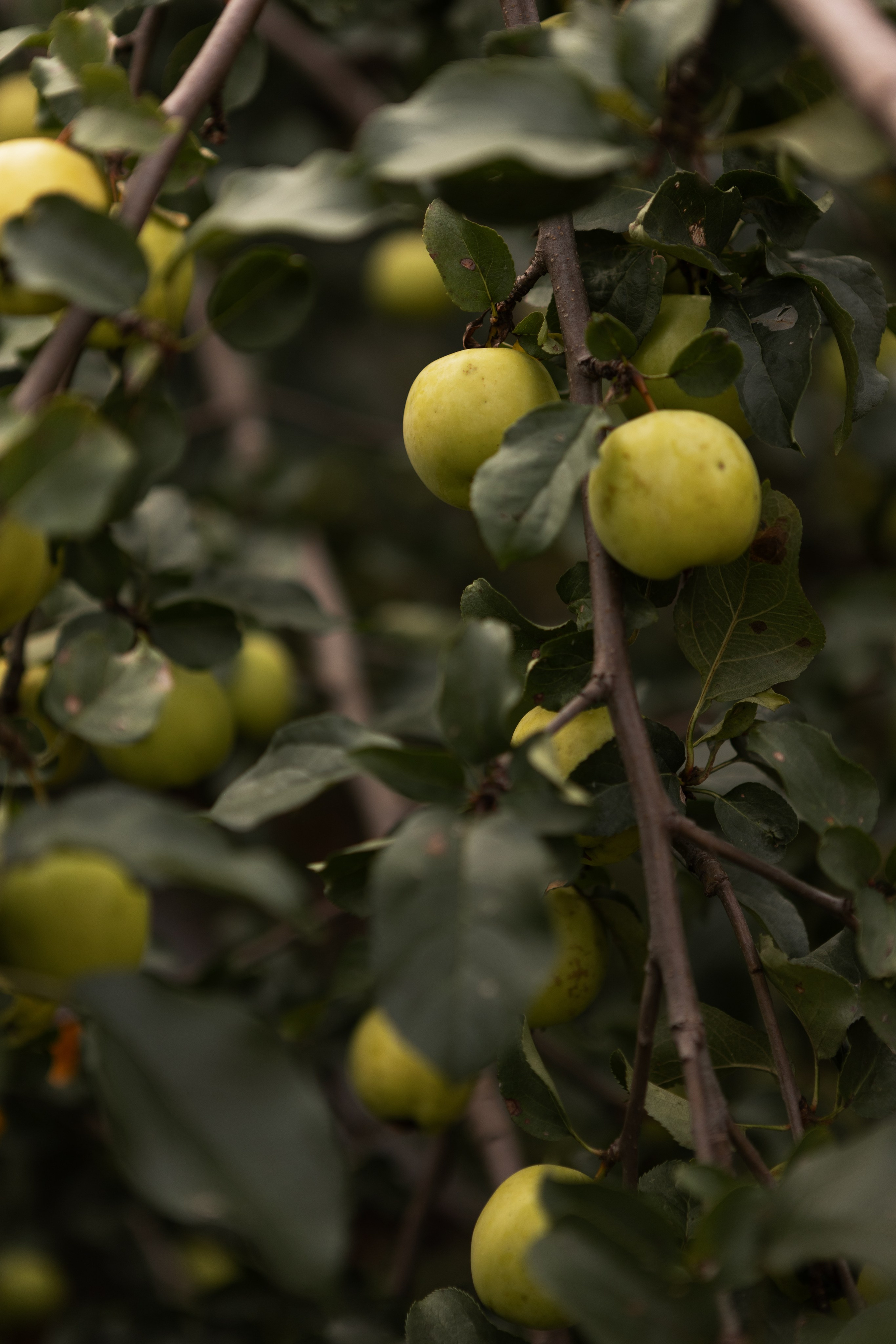 Наталья, Артур и Гриша. Фотограф Алина Кучумова