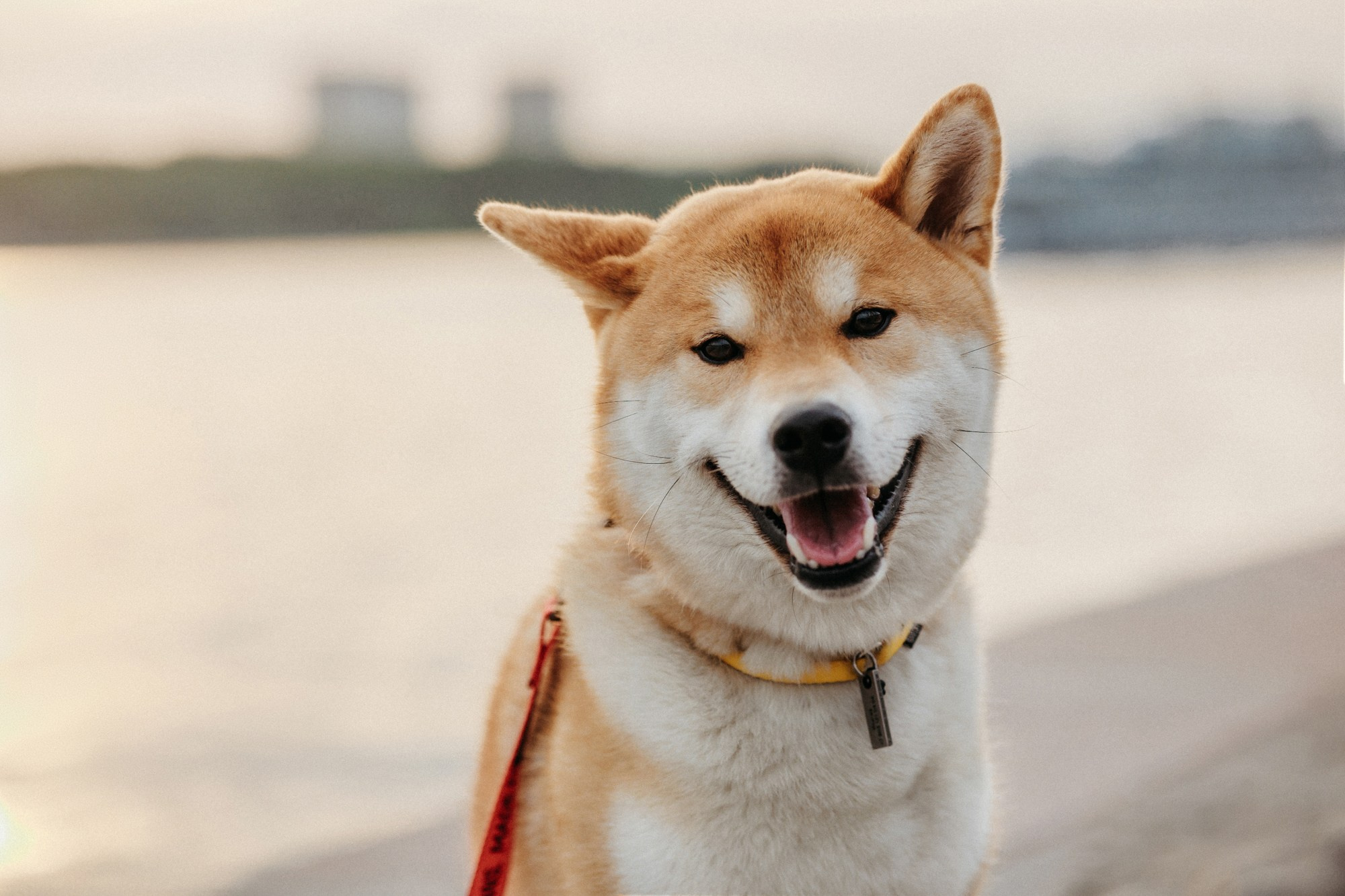 Аня, Влад и Ики. Фотограф-анималист Елена Радченко, Москва