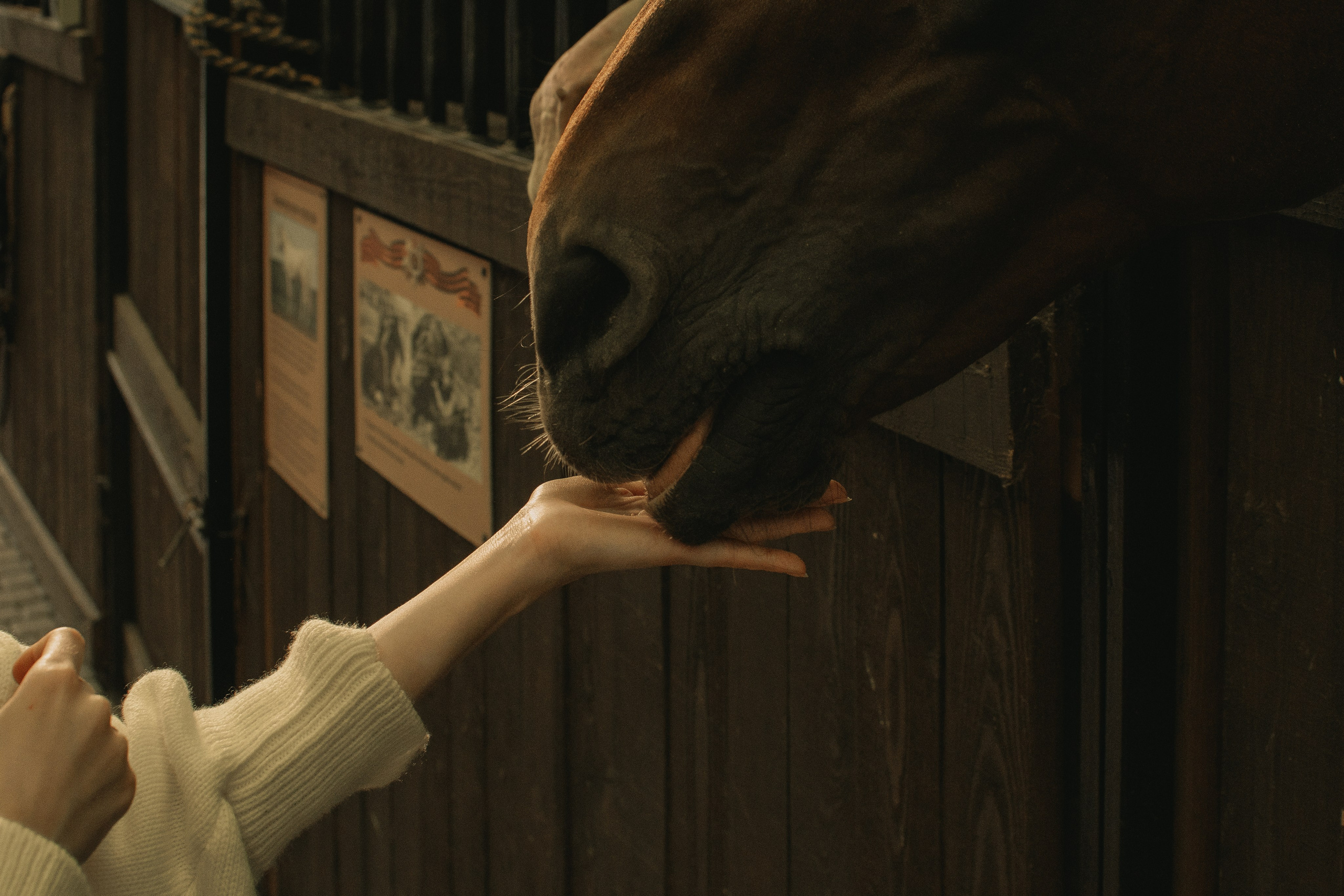 Дом-музей лошадей Хуторъ. Фотографы в Тюмени Андрей и Лидия Войвод