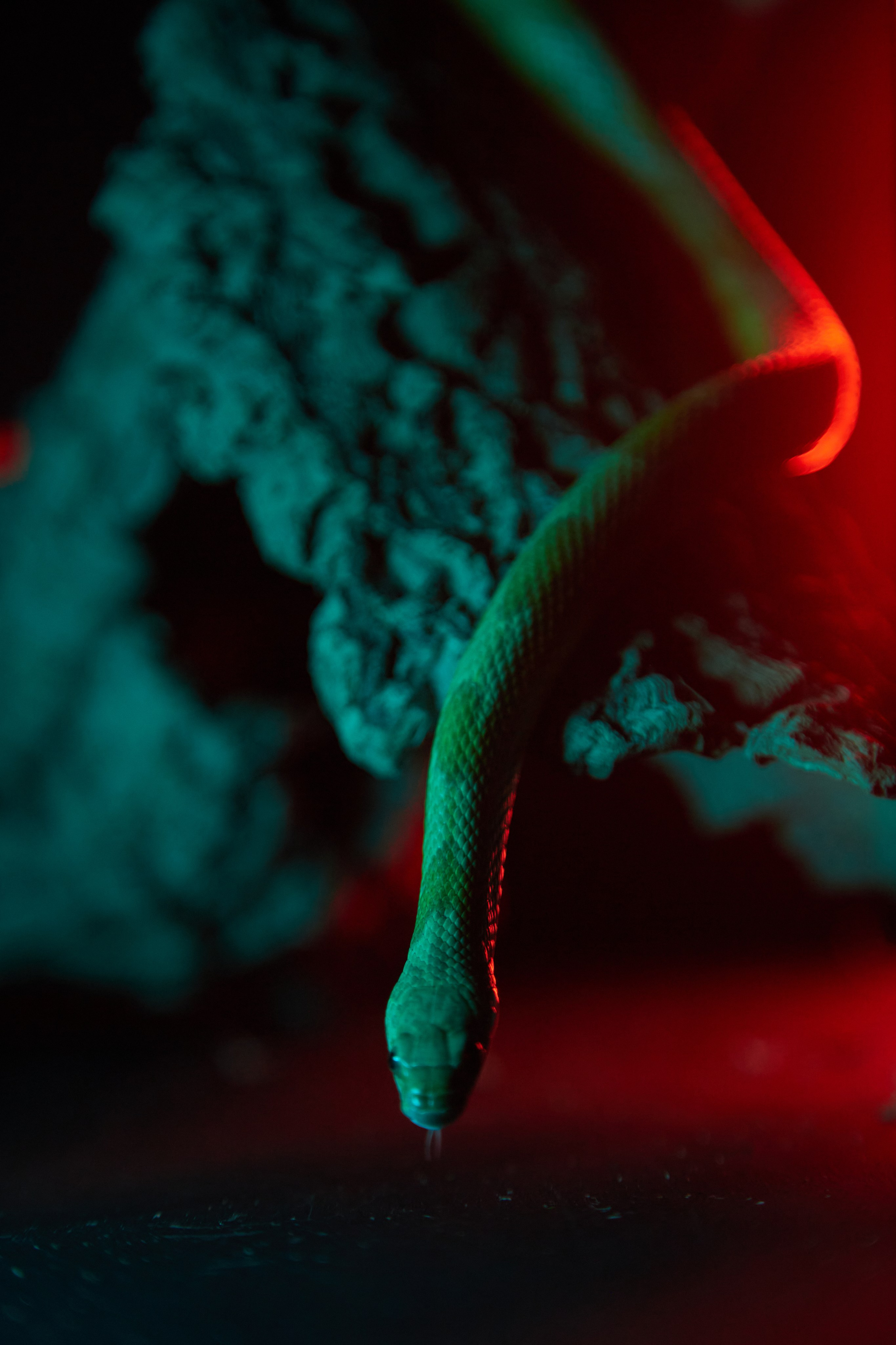 Фотосъемка маисового полоза