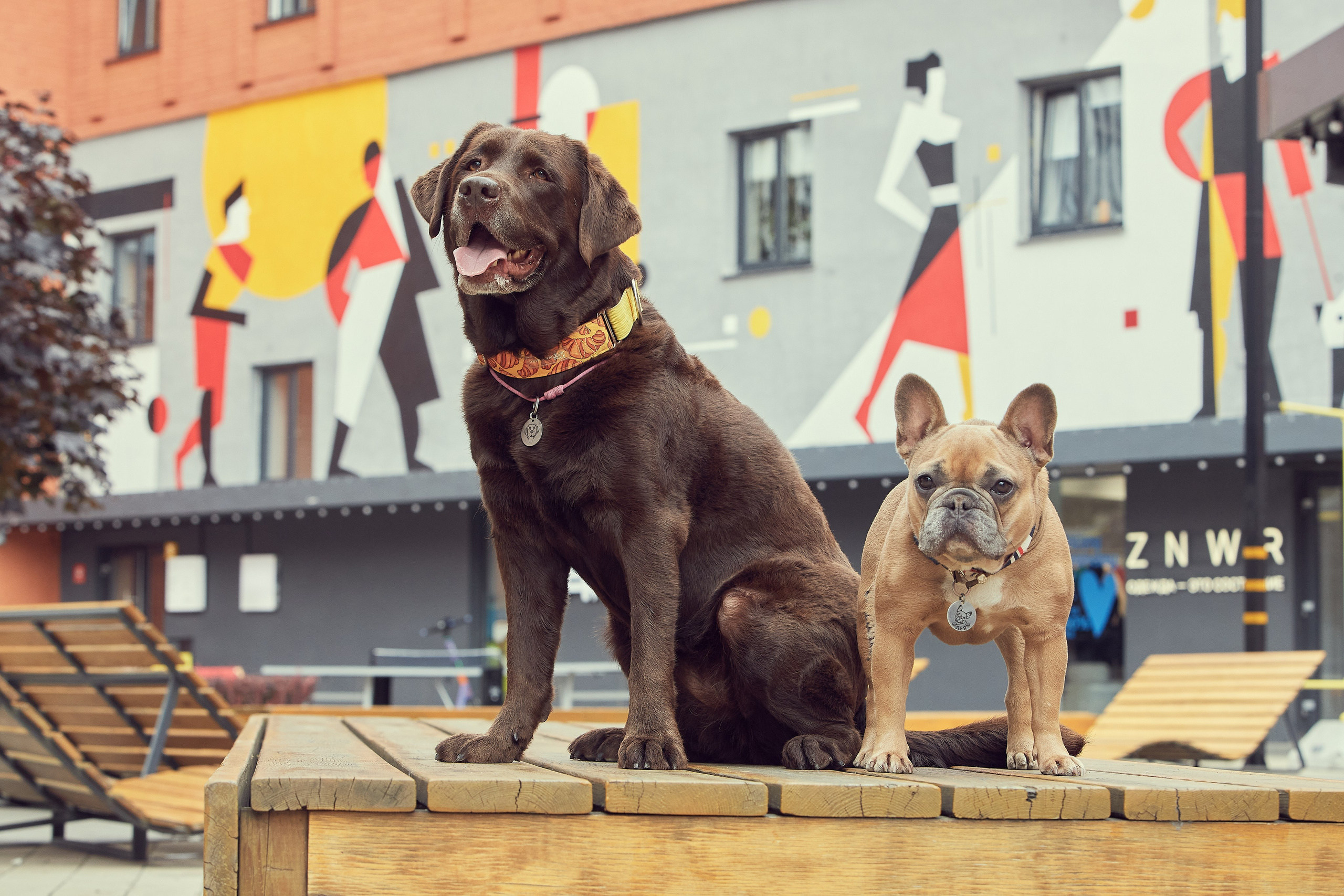 Портретная фотосессия Софы и питомцев. Екатерина Осипова — профессиональный фотограф в Москве