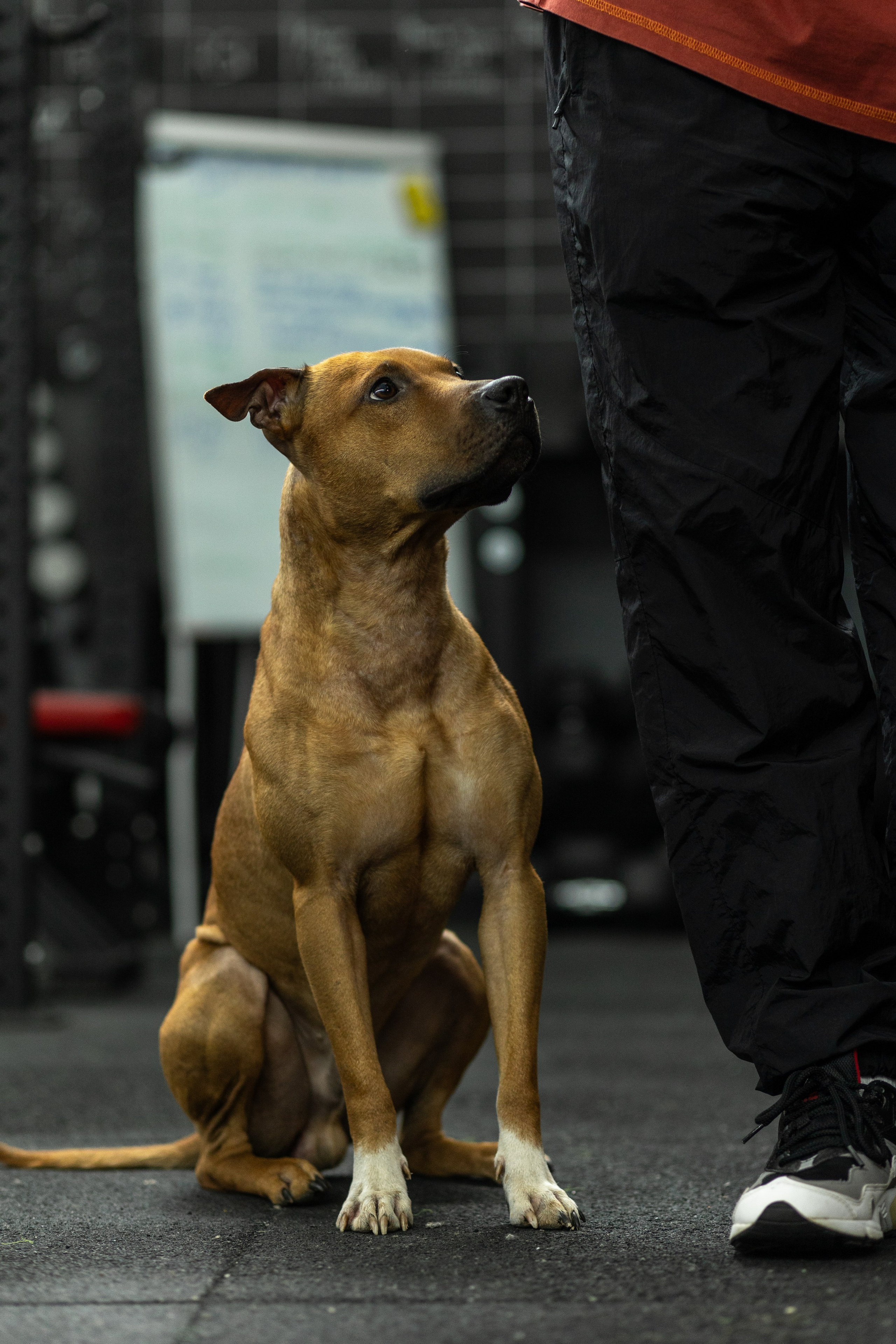 «Bupas gym» Москва 2024. Тренировка в боксерском клубе. Фотограф Алина Ионычева в Новосибирске