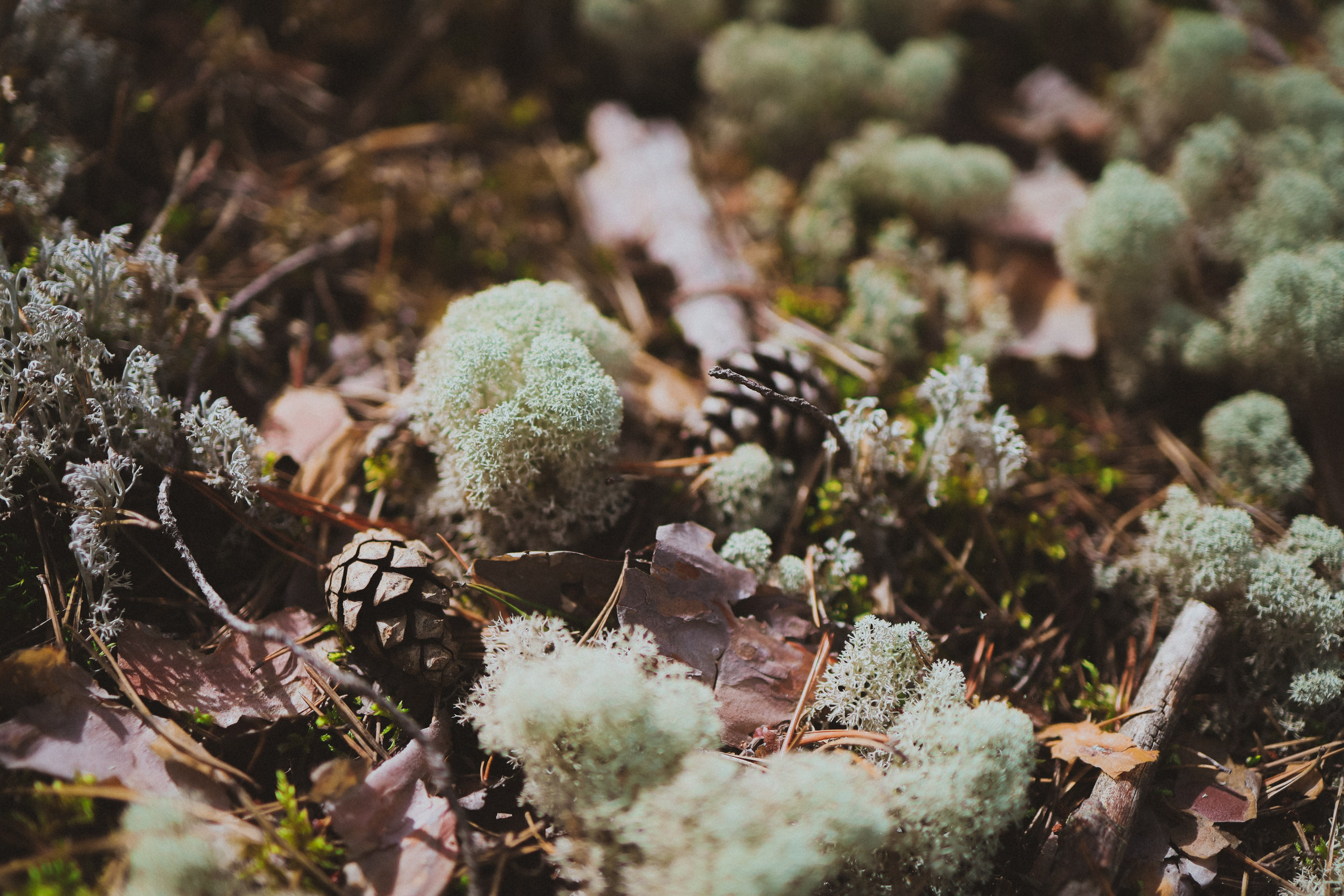 Череповец. Анна Мильч