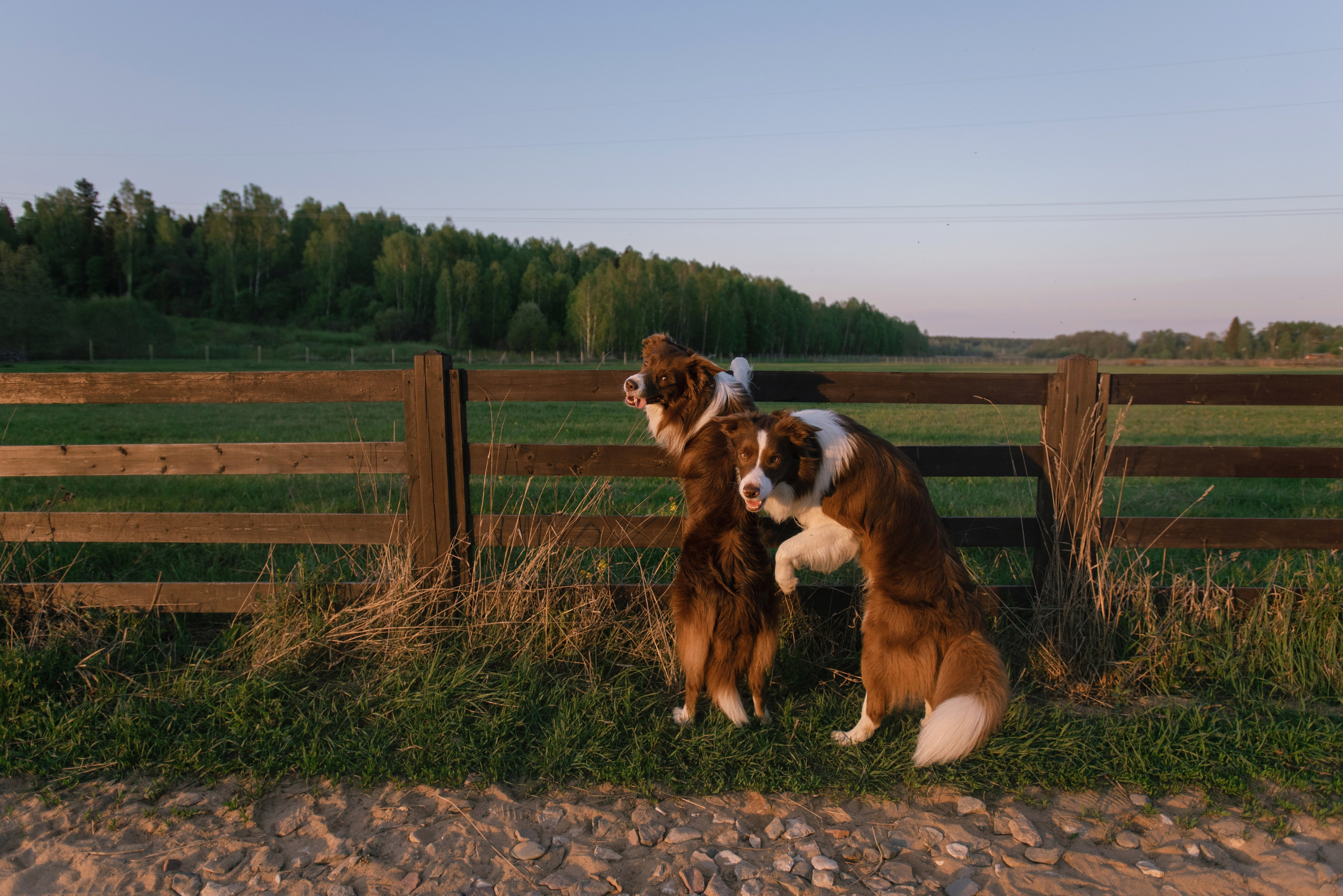 Дарья и бордер колли Мэджик и Фарго. Фотограф Анна Тюрина