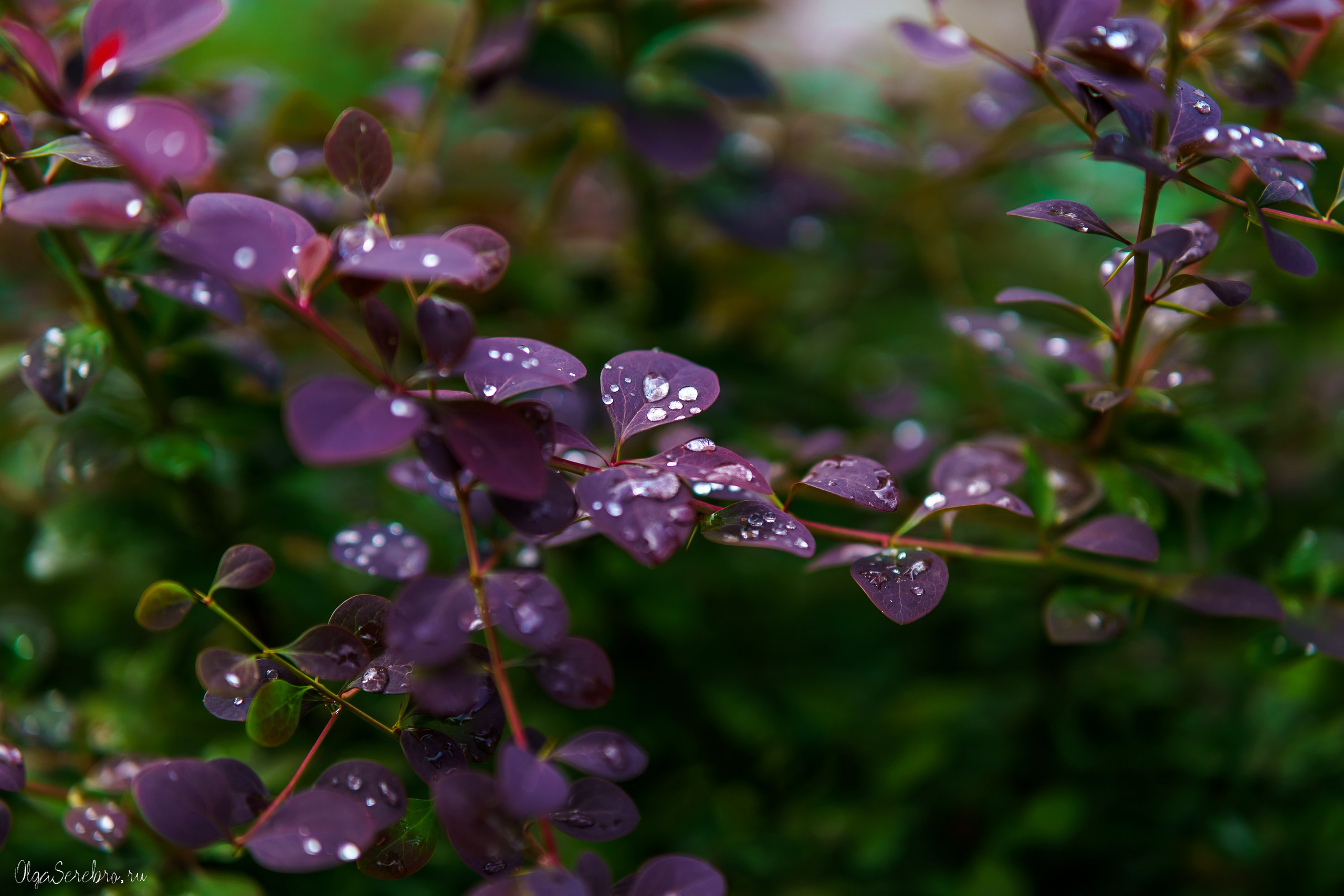 Клумба на Черкасской. Фотограф Челябинск · Ольга Серебрякова