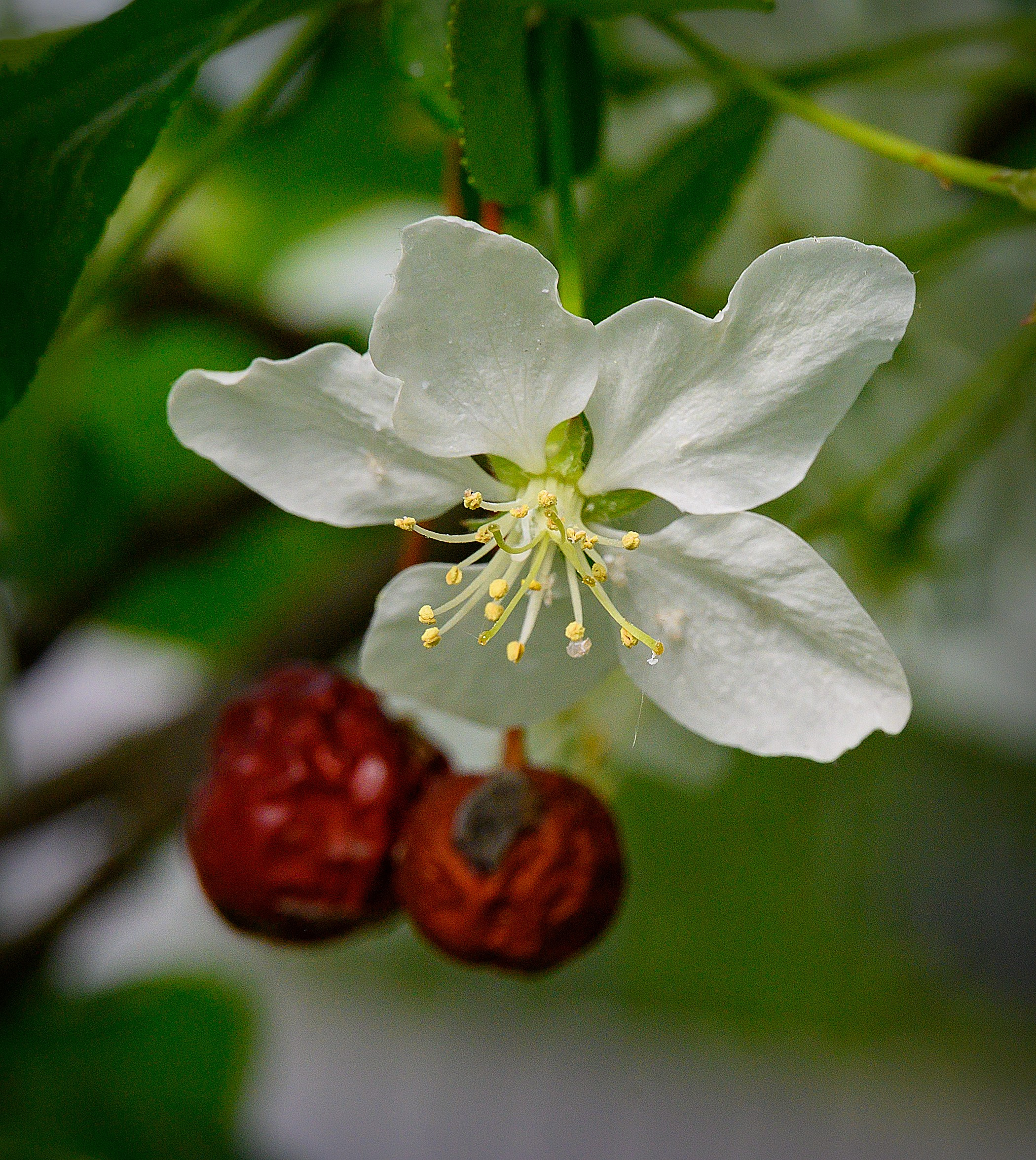 Весна. FotoGraf
