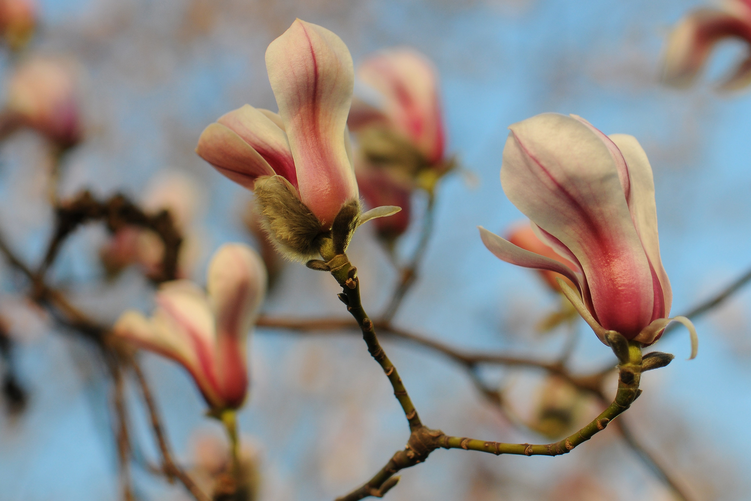 Весна. FotoGraf