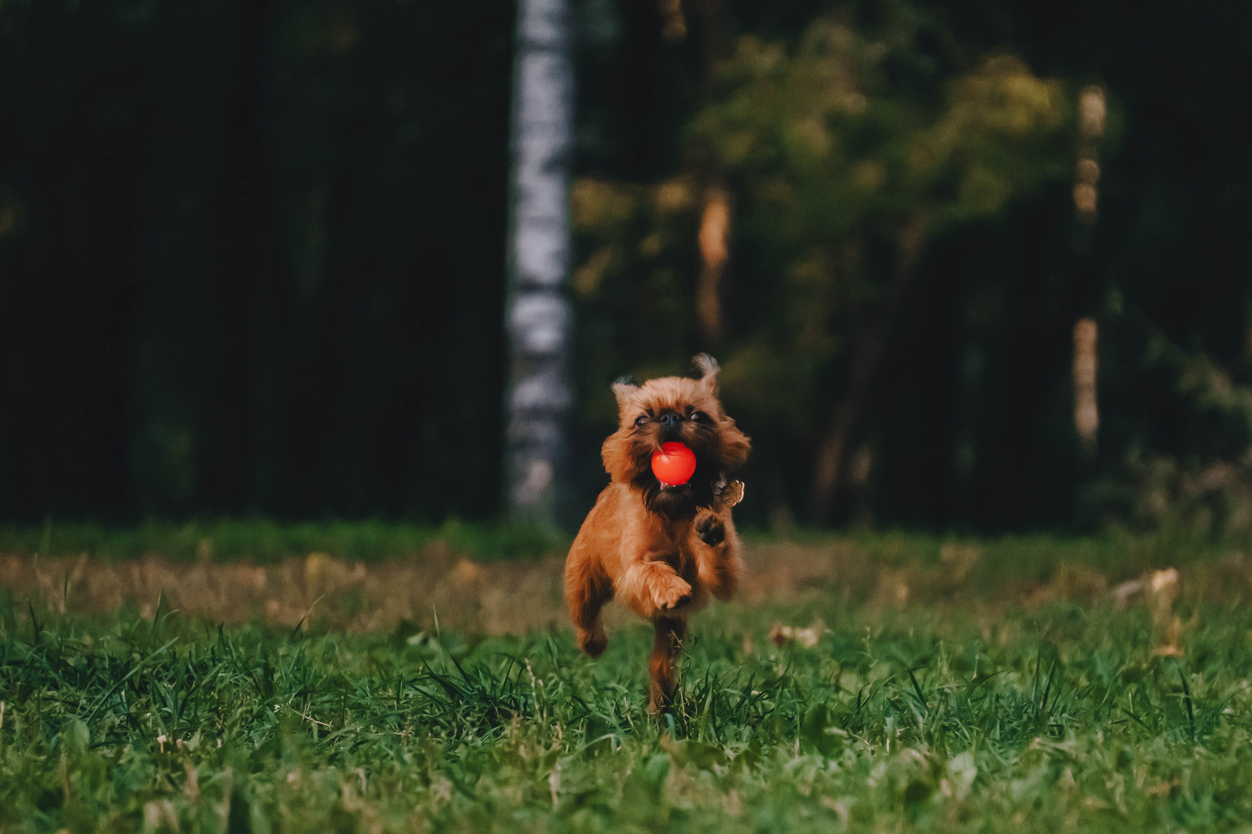 Мини-туса гриффоны и брабансоны. Фотограф-анималист Ксения Воробьева, Москва
