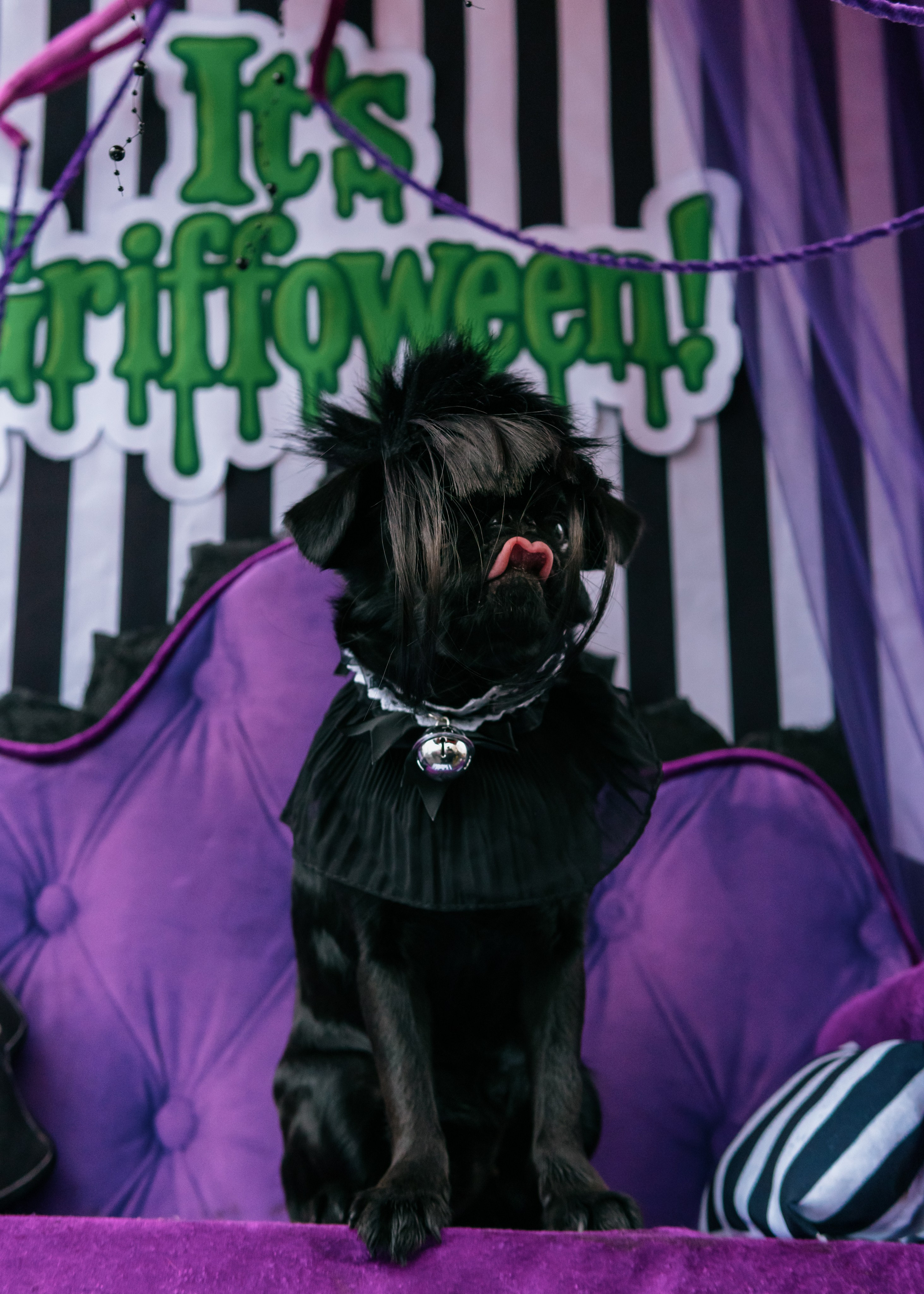 Тематическая встреча породников «Griffween». Фотограф-анималист Ксения Воробьева, Москва