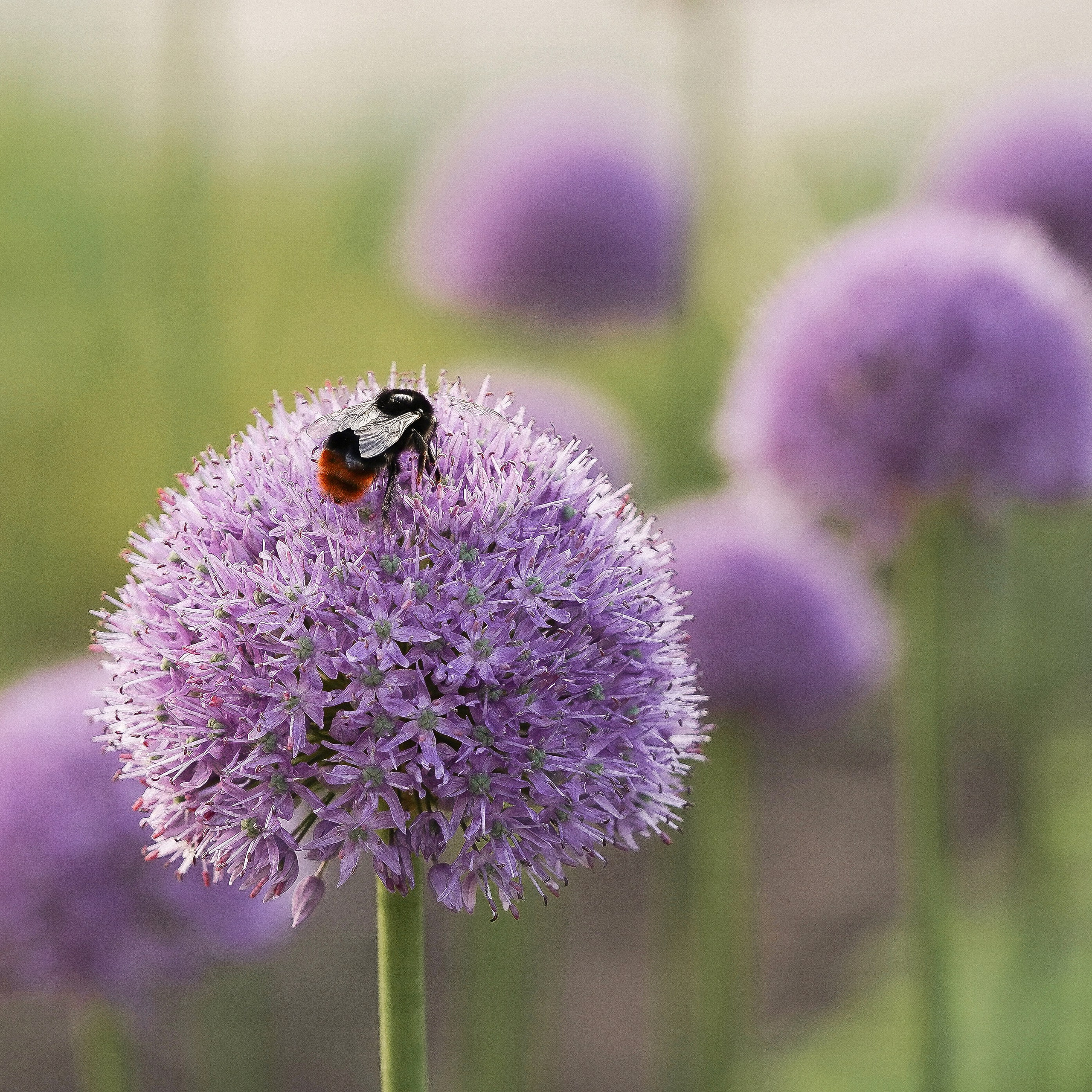 Счастливое детство. Фотограф Строгино Яна Гавриленко