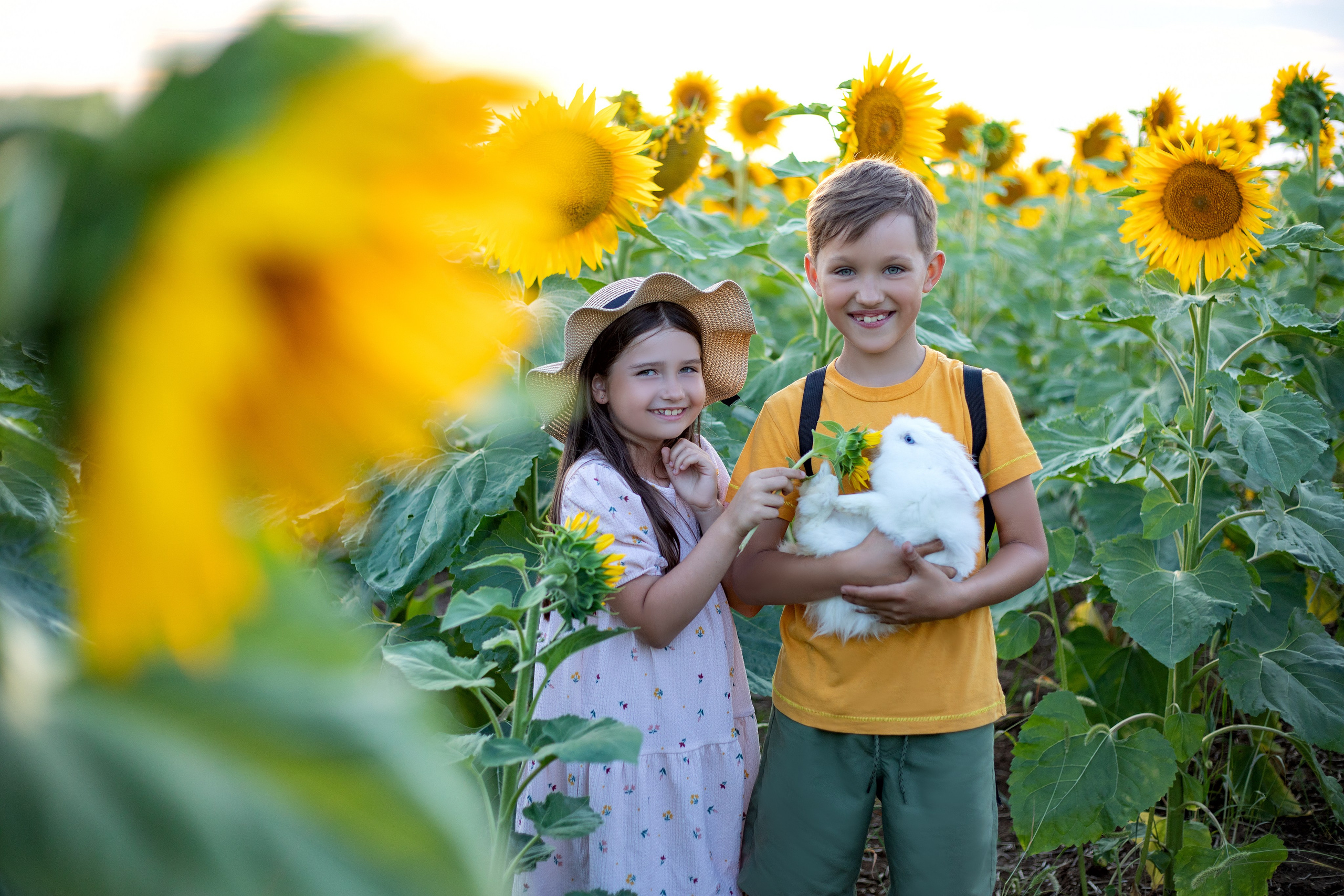 ПОДСОЛНУХИ. Фотограф Севастополь/Крым Светлана Евтушенко
