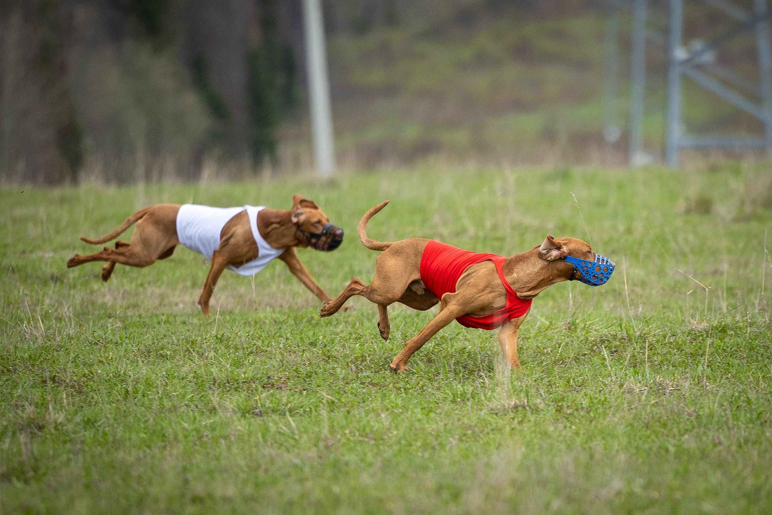 Курсинг. Фотограф Анималист в Перми Анастасия Остерман