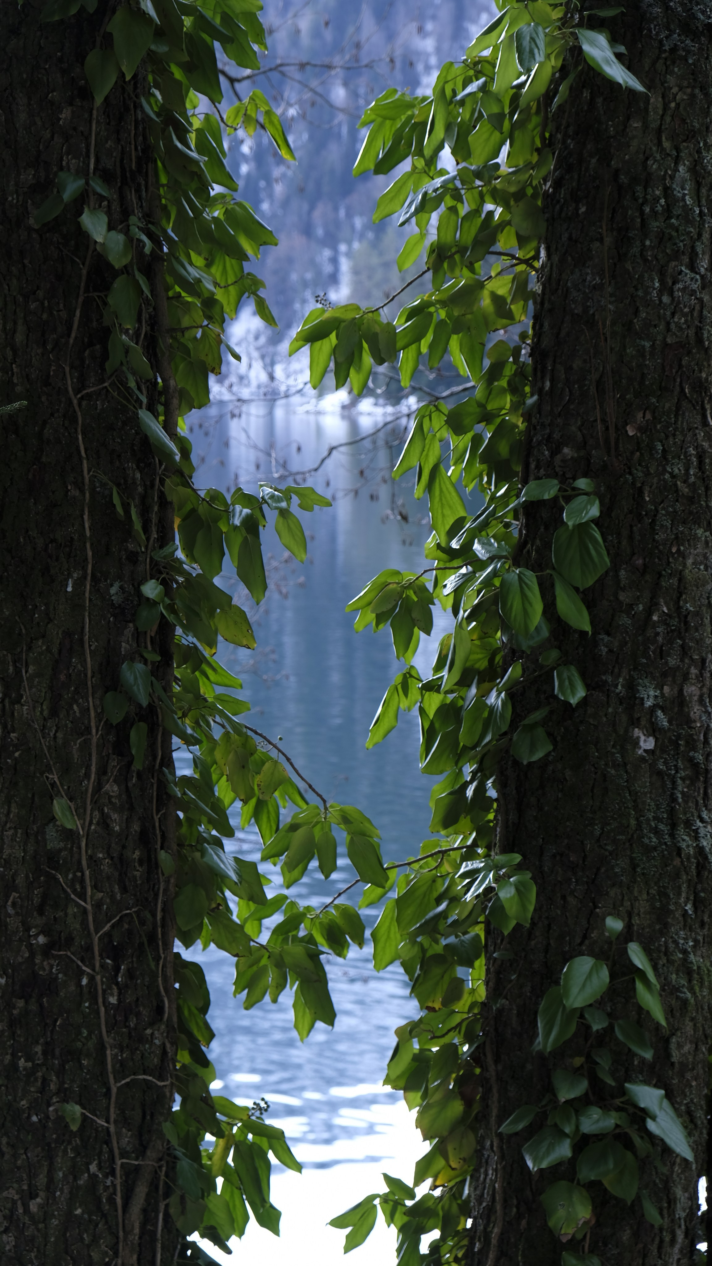 Сталинская дача на Рице зимой. Главная