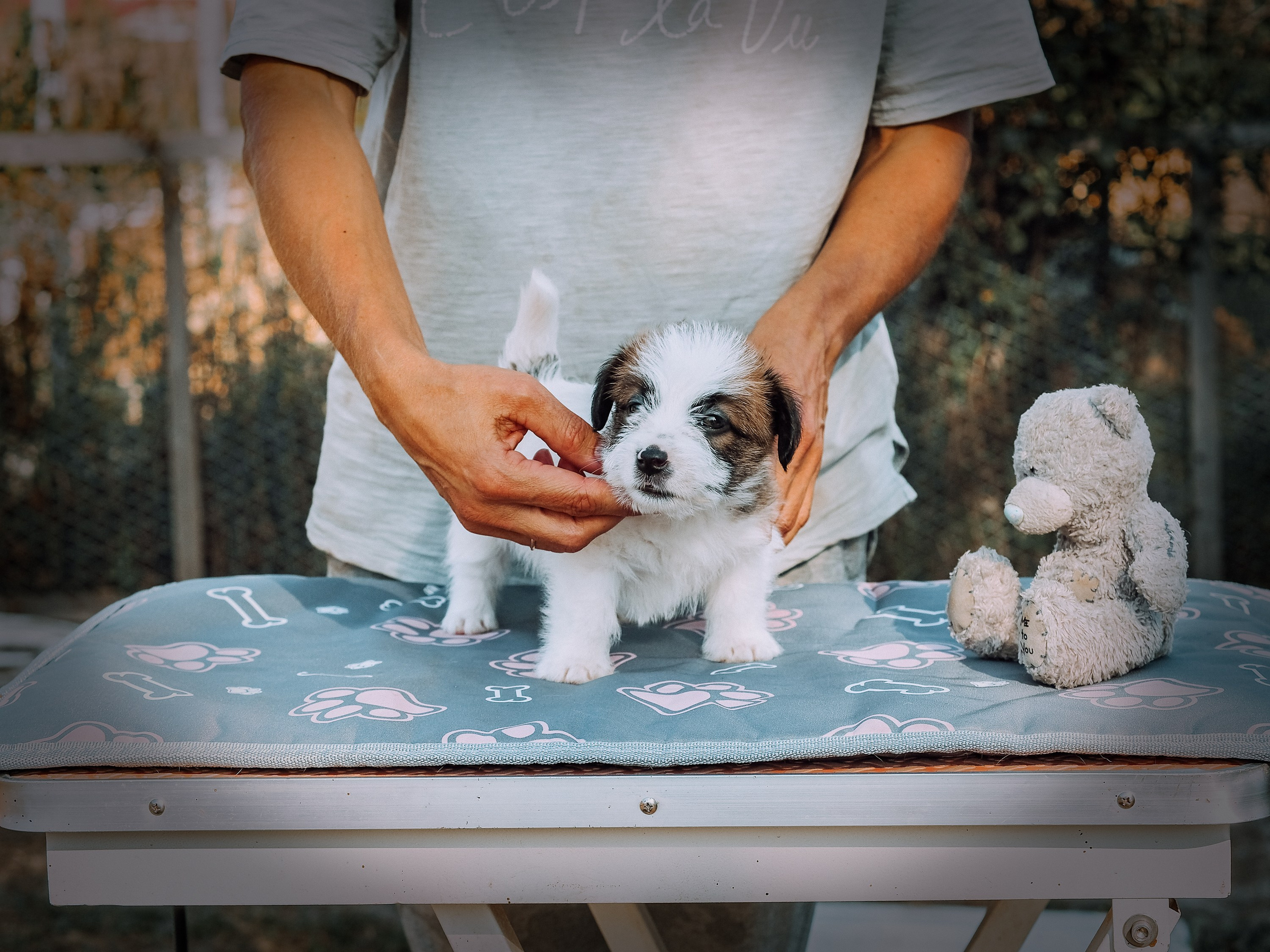 X_MAL_3_БРЫЖ. CANE MAESTRO — kennel Jack Russell Terrier