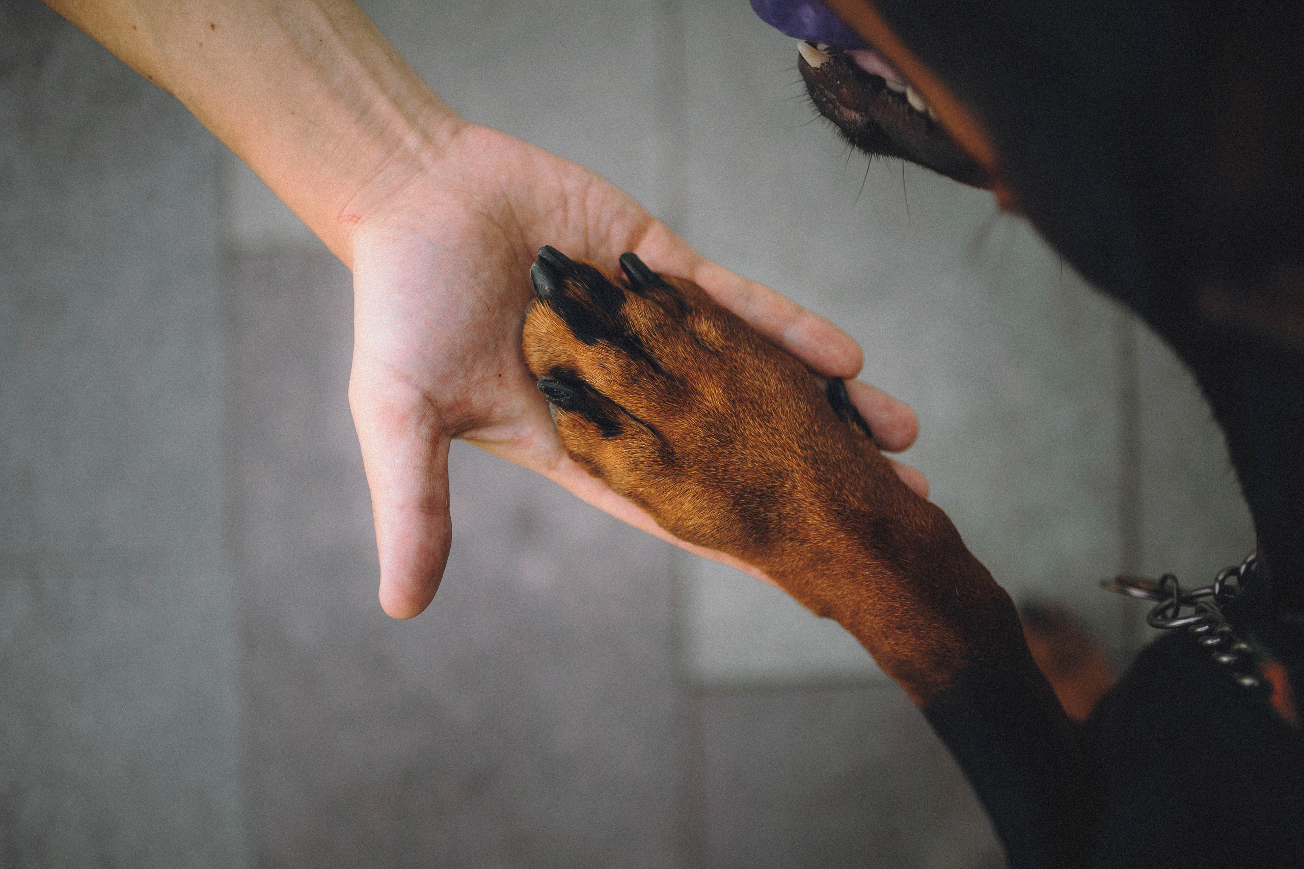 Паша и Хайди