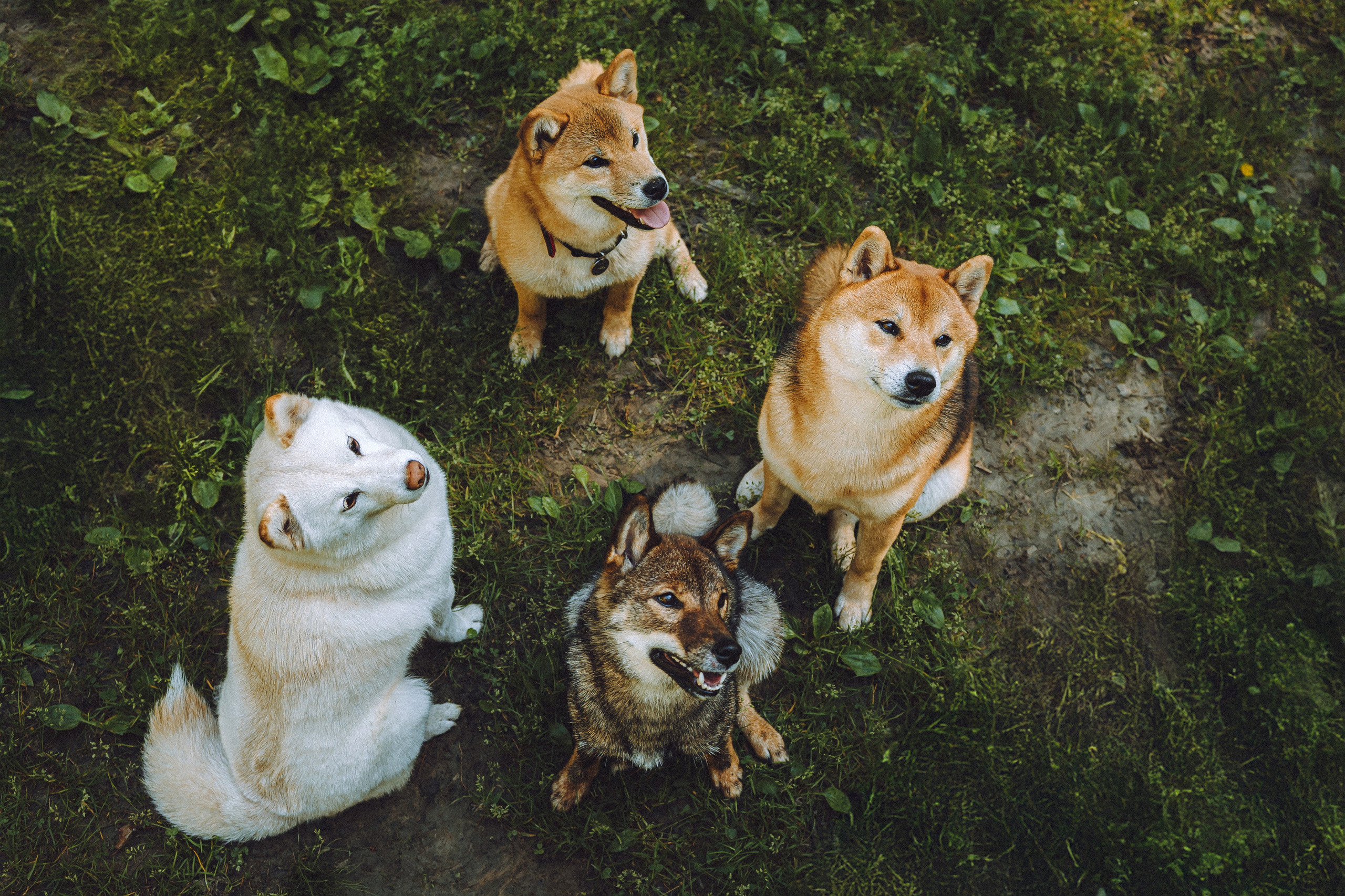 Шед, Цири, Чиби, Цера и их семья