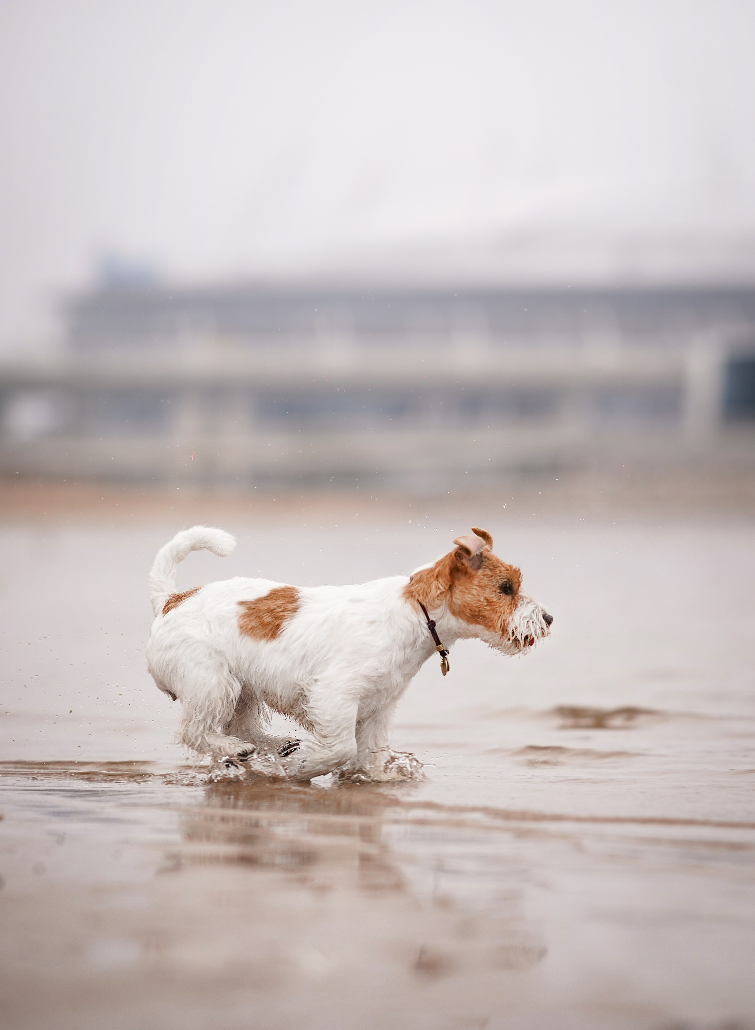 Люба и Тося. Фотограф-анималист в Санкт-Петербурге Яна Мартынова