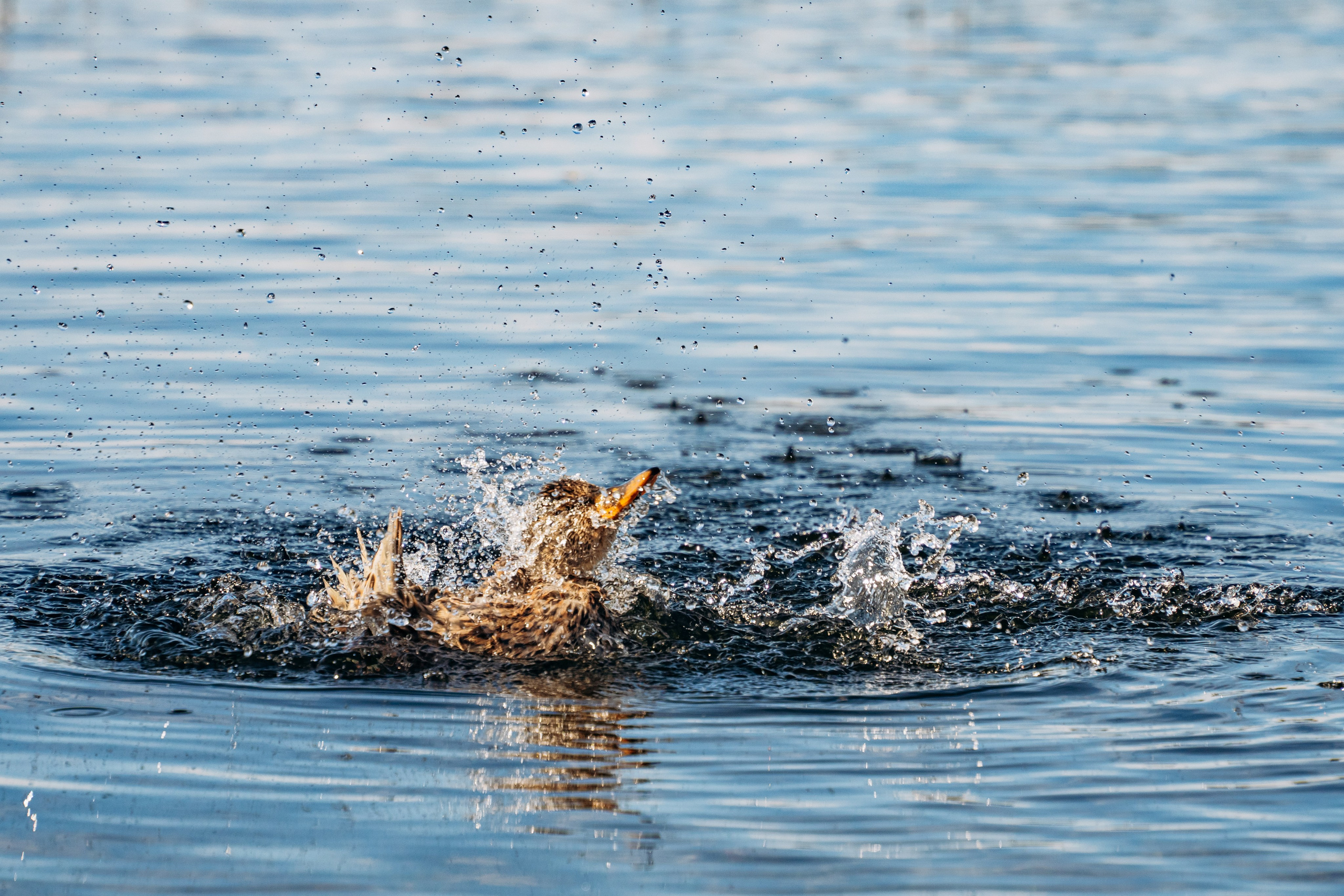 СЕВЕР. Event фотограф Степанова Александра