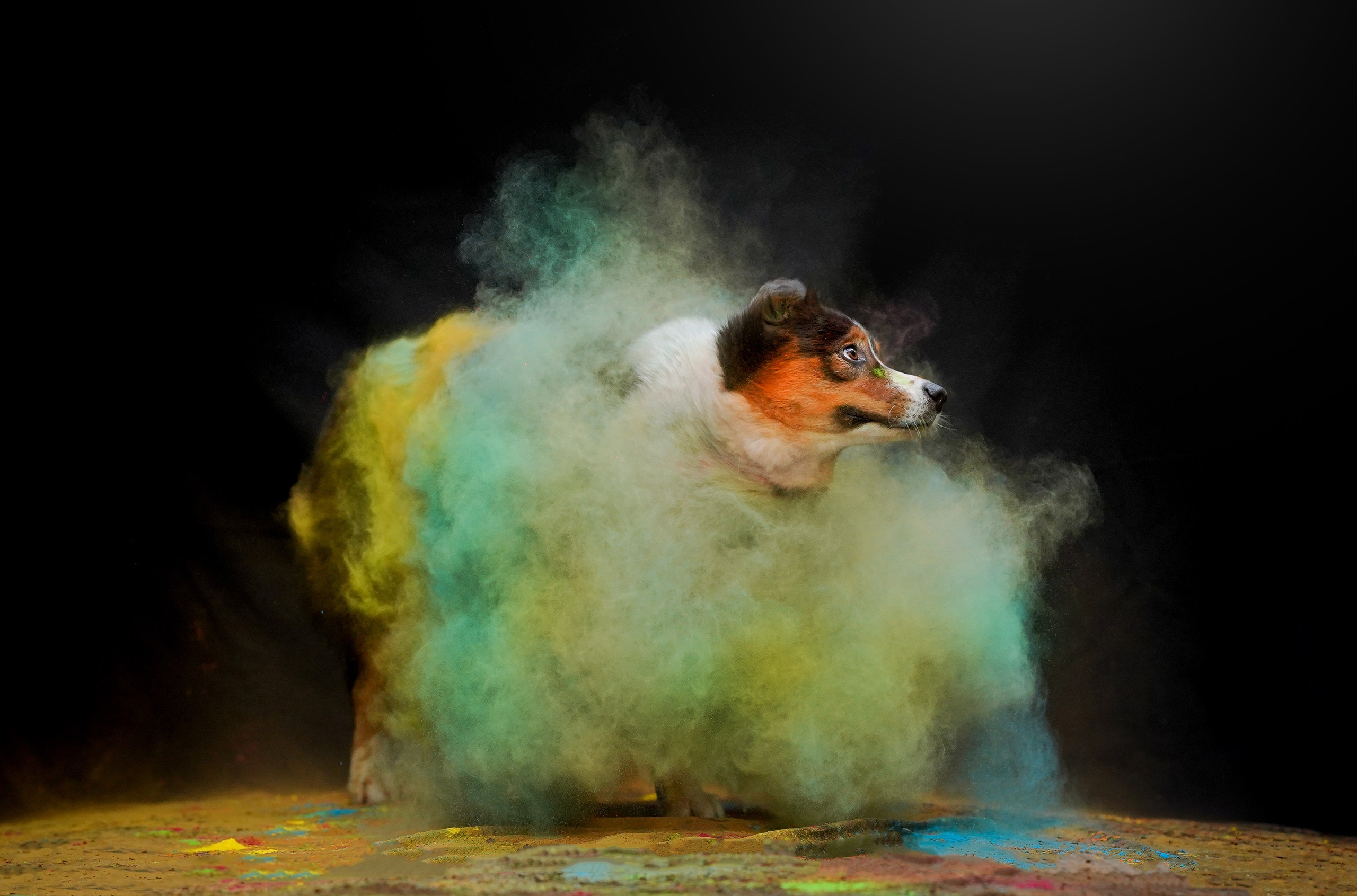 Съемка с красками холли. Фотограф-анималист в Санкт-Петербурге Яна Мартынова