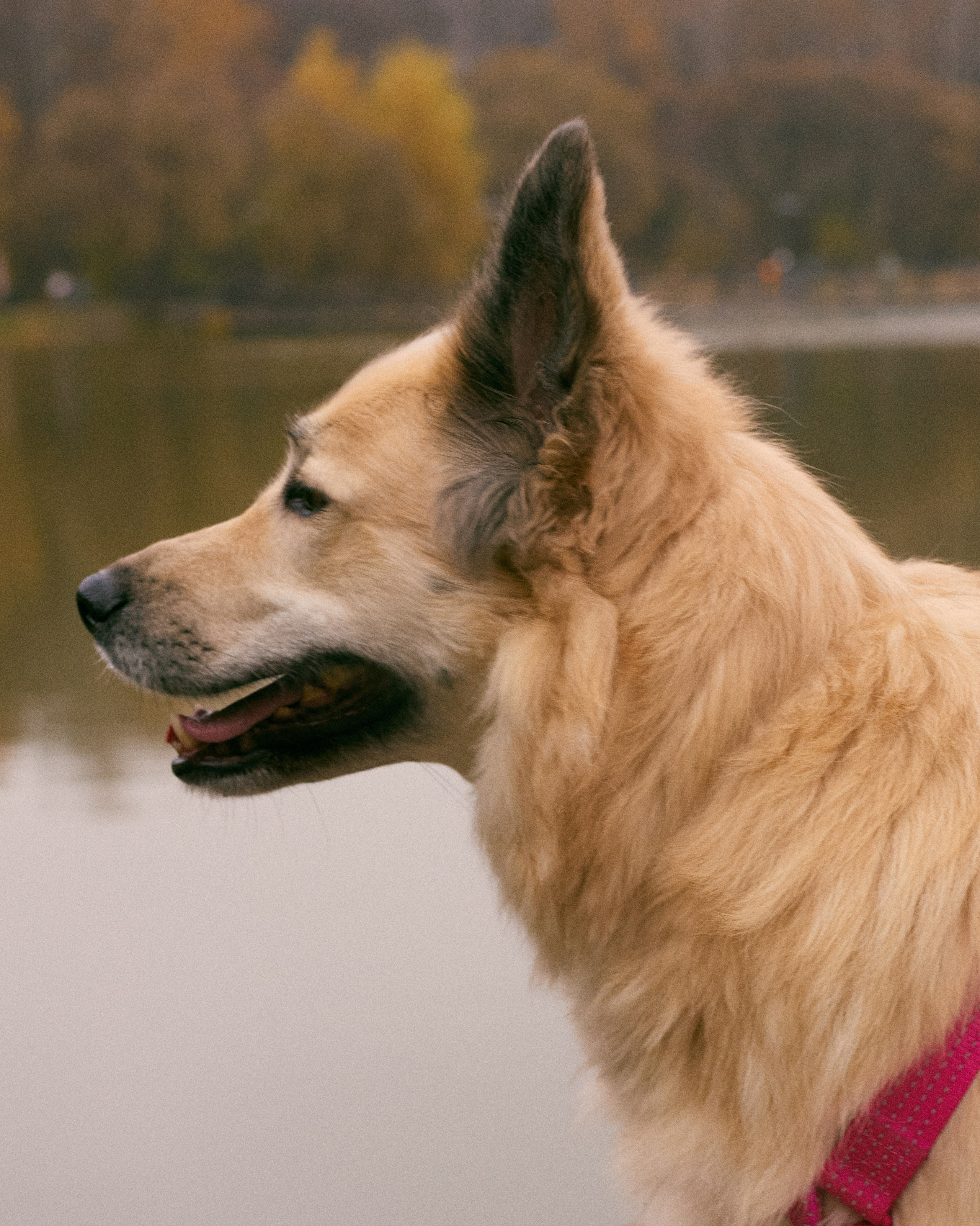 С животными. Главная