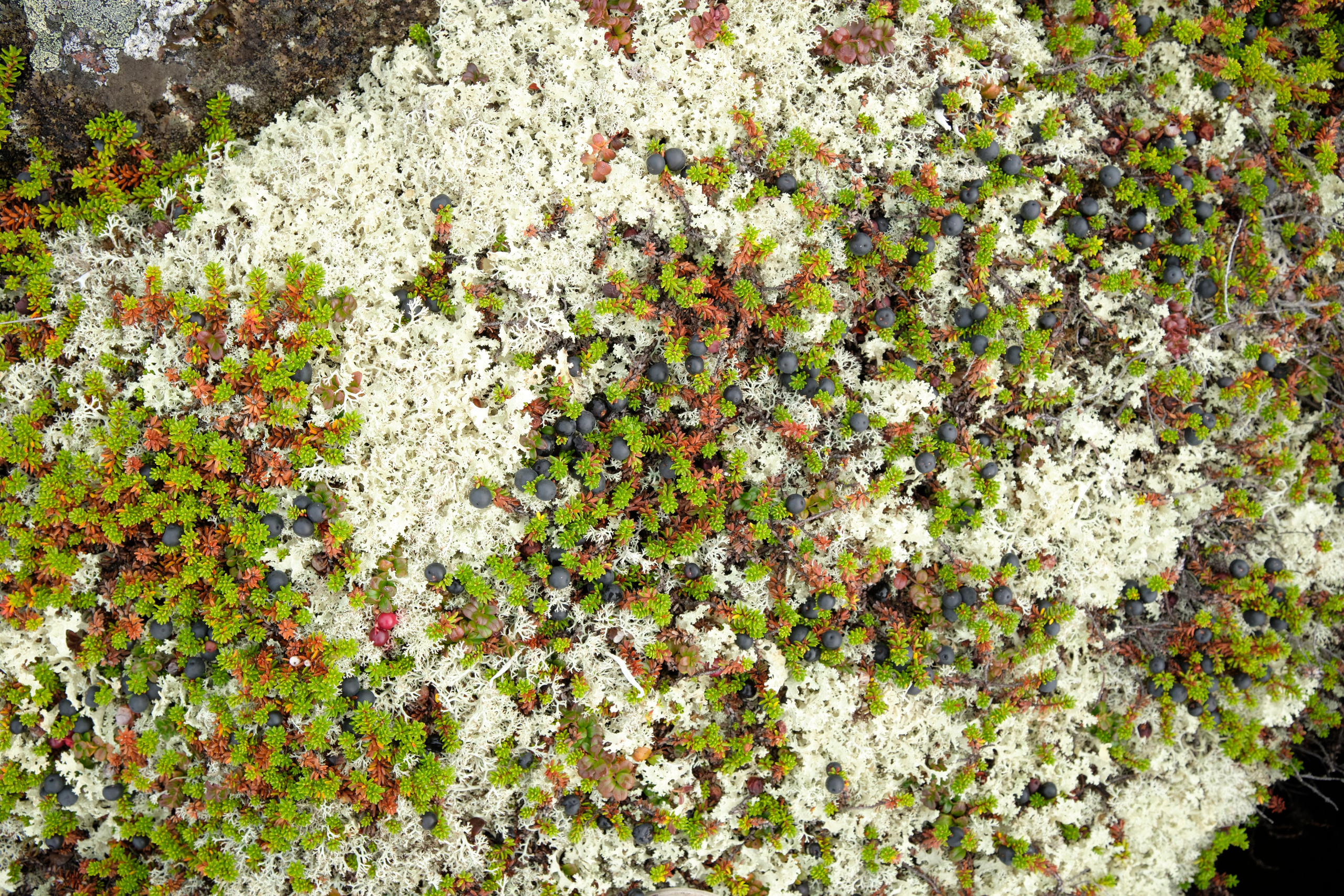 Путешествие в Териберку. Елена Павленко. Фотограф. Москва