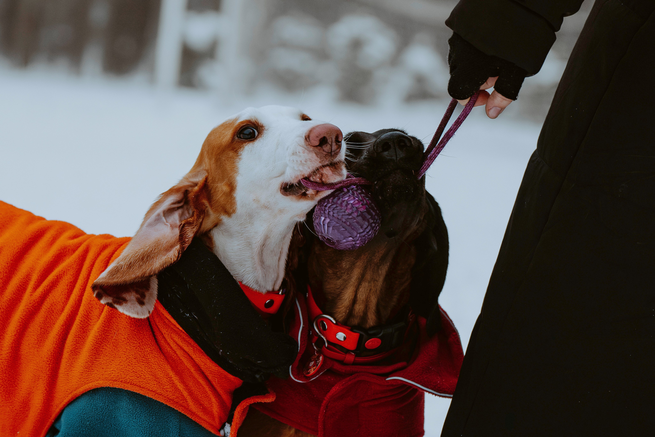 Ольга, Рора и Румпель. Фотограф анималист в Спб недорого Олеся Майорова